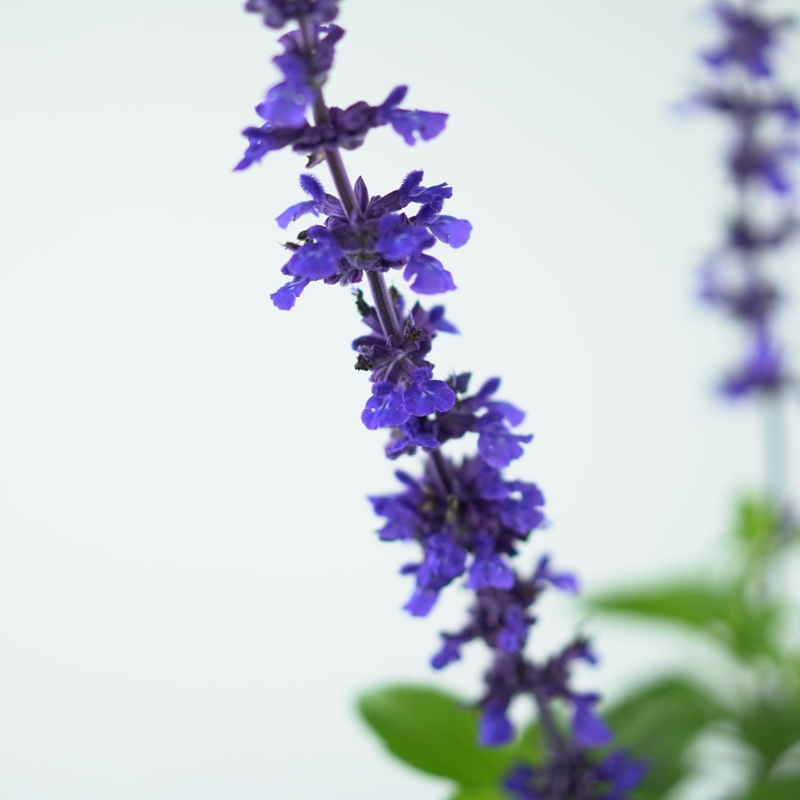SALVIA HYBRIDA 'Mystic Spires Blue' Szałwia