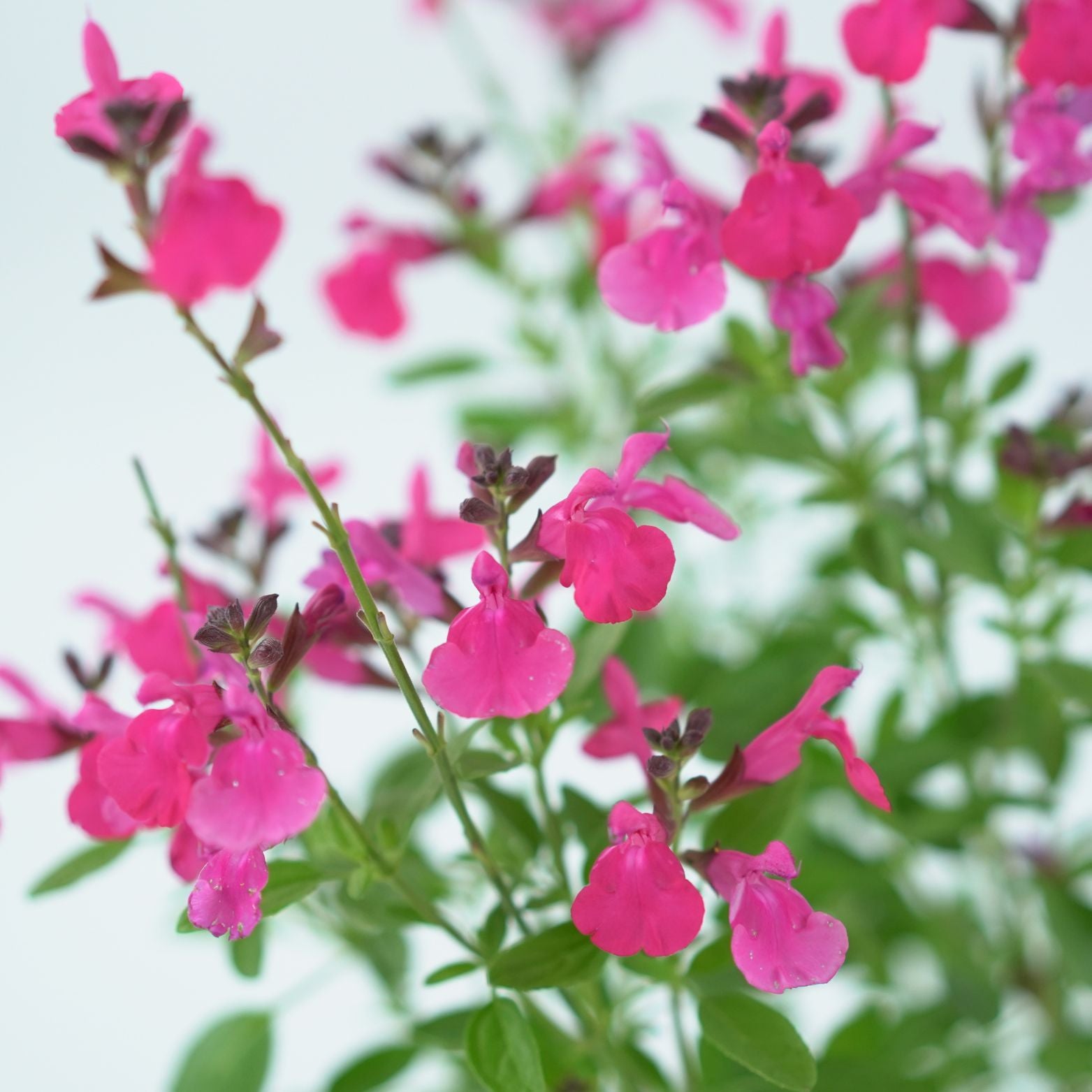 SALVIA MICROPHYLLA Szałwia drobnolistna