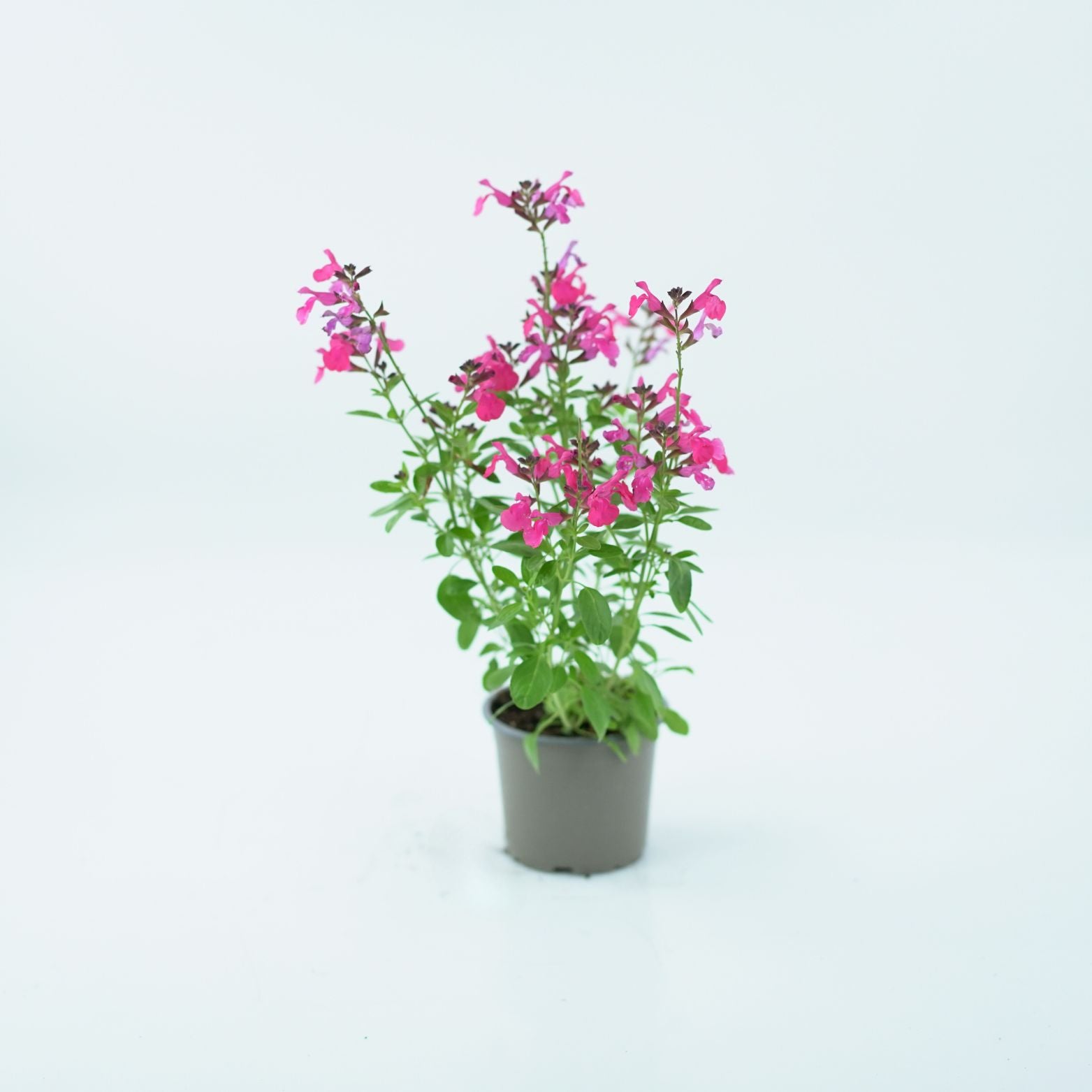 SALVIA MICROPHYLLA Szałwia drobnolistna