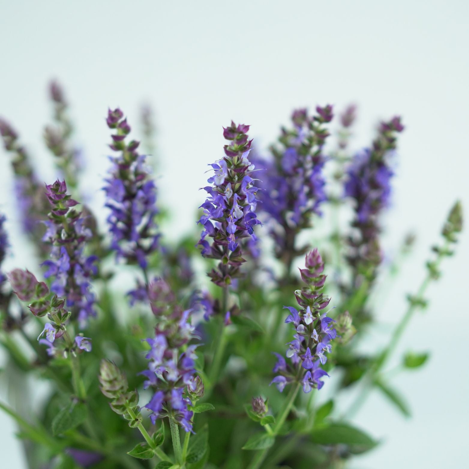 SALVIA NEMOROSA 'Apex Blue' Szałwia omszona