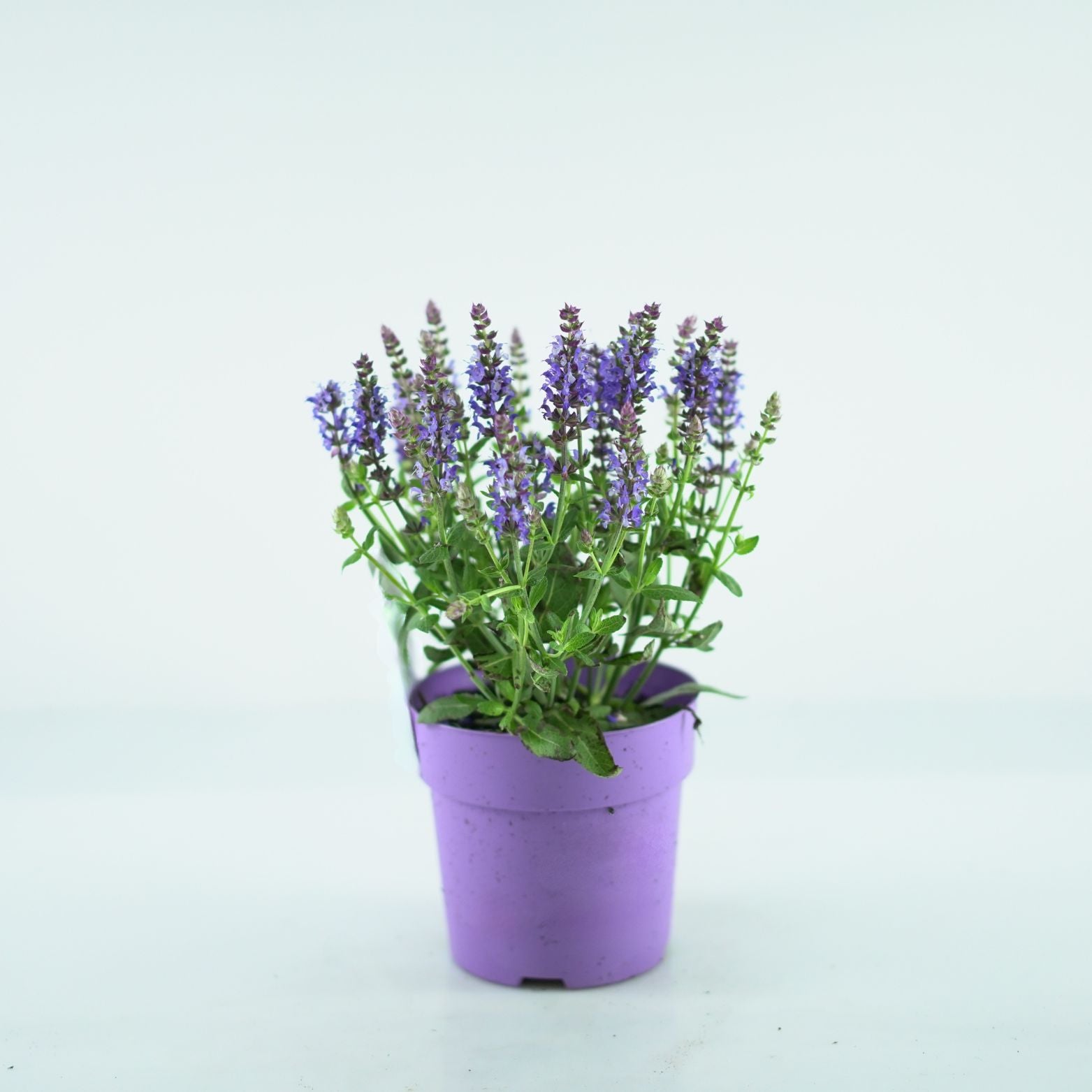 SALVIA NEMOROSA 'Apex Blue' Szałwia omszona