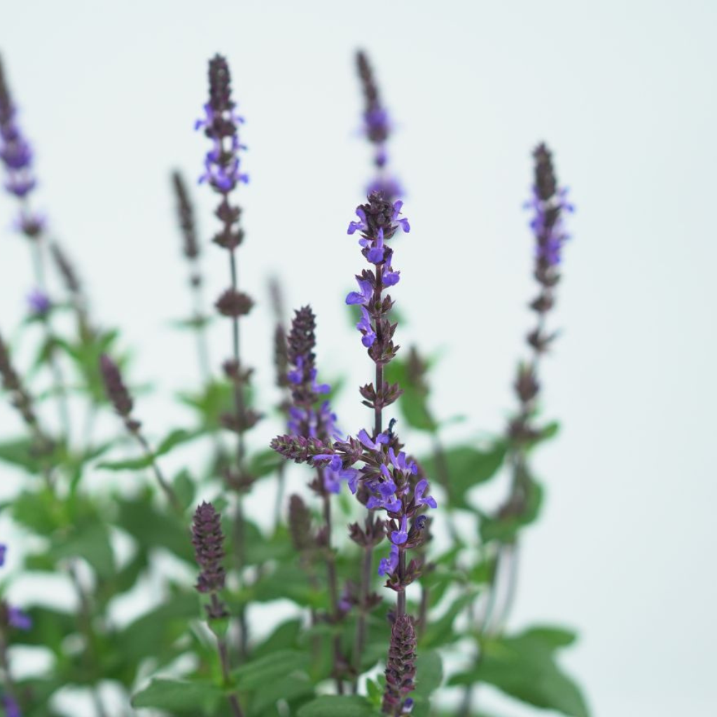 SALVIA NEMOROSA 'CARADONNA' Szałwia omszona