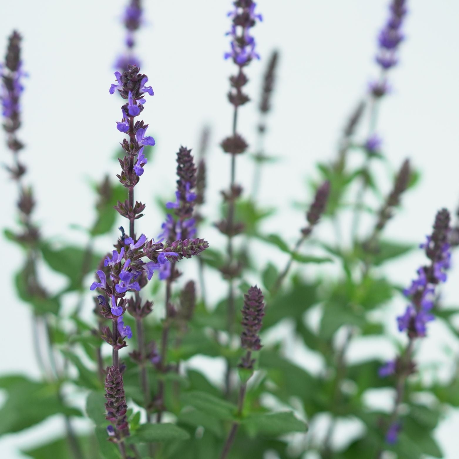 SALVIA NEMOROSA 'CARADONNA' Szałwia omszona