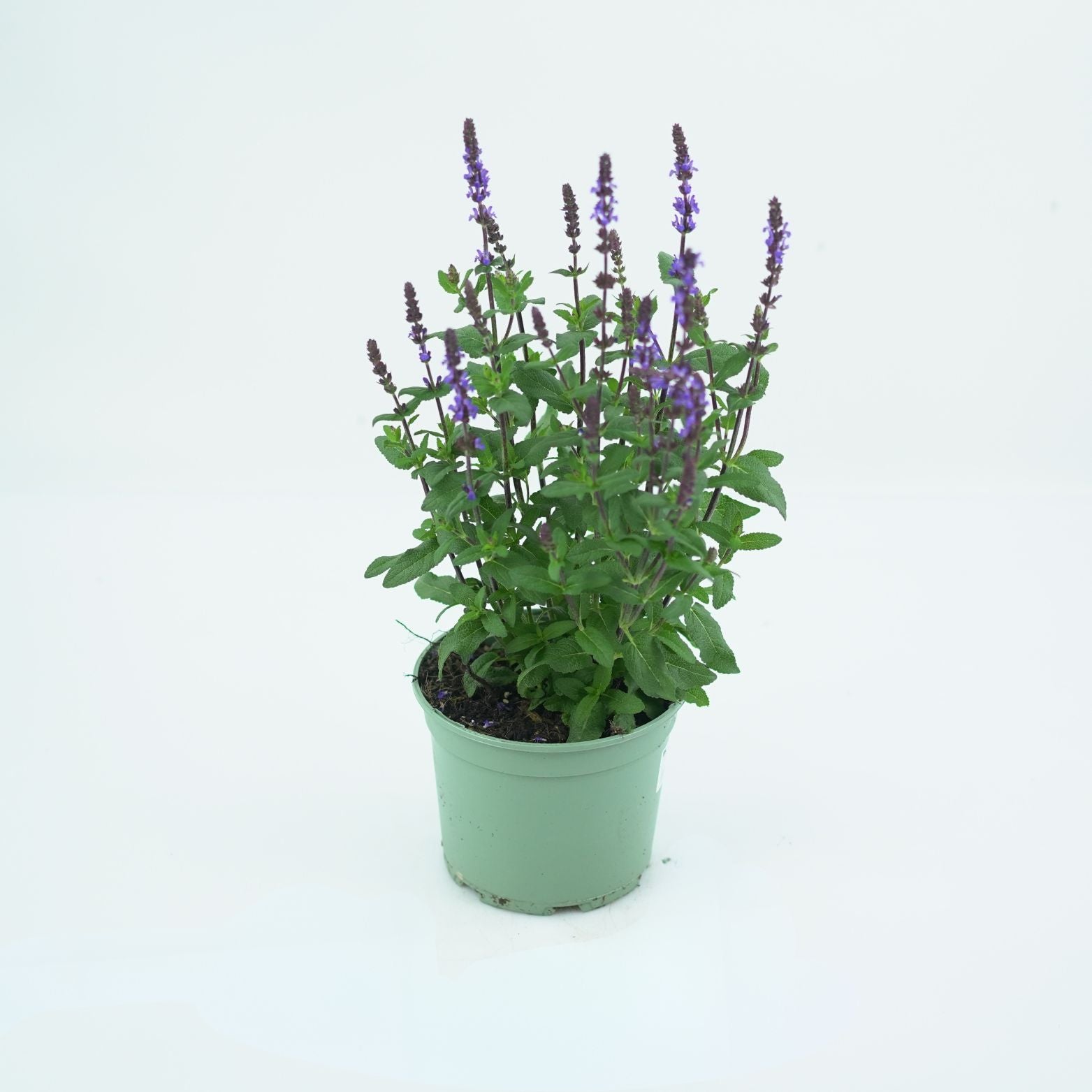 SALVIA NEMOROSA 'CARADONNA' Szałwia omszona