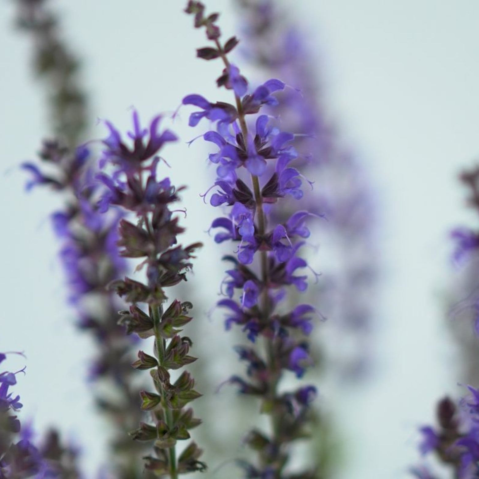  SALVIA NEMOROSA 'Mainacht' Szałwia omszona