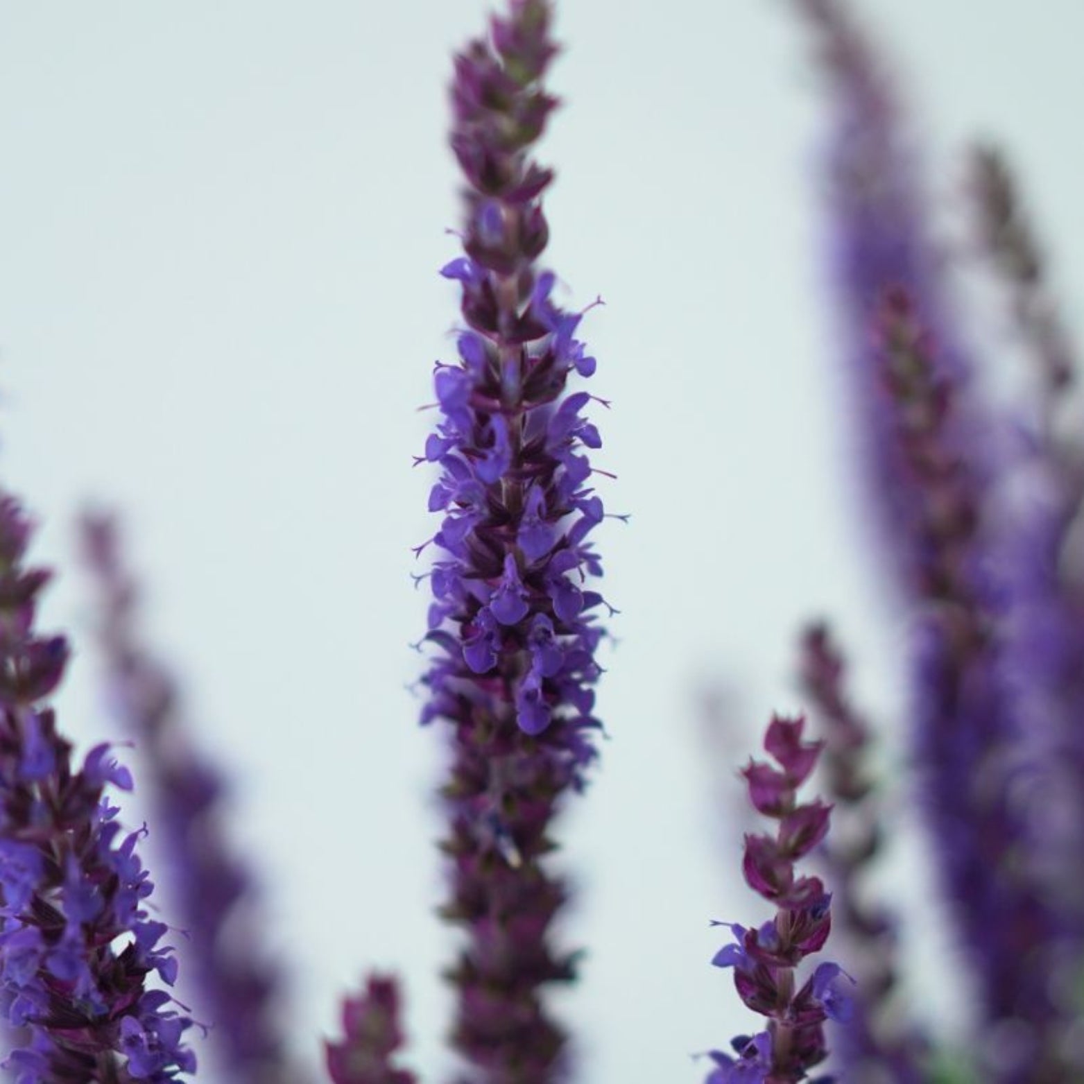 SALVIA NEMOROSA 'Ostfriesland' Szałwia omszona