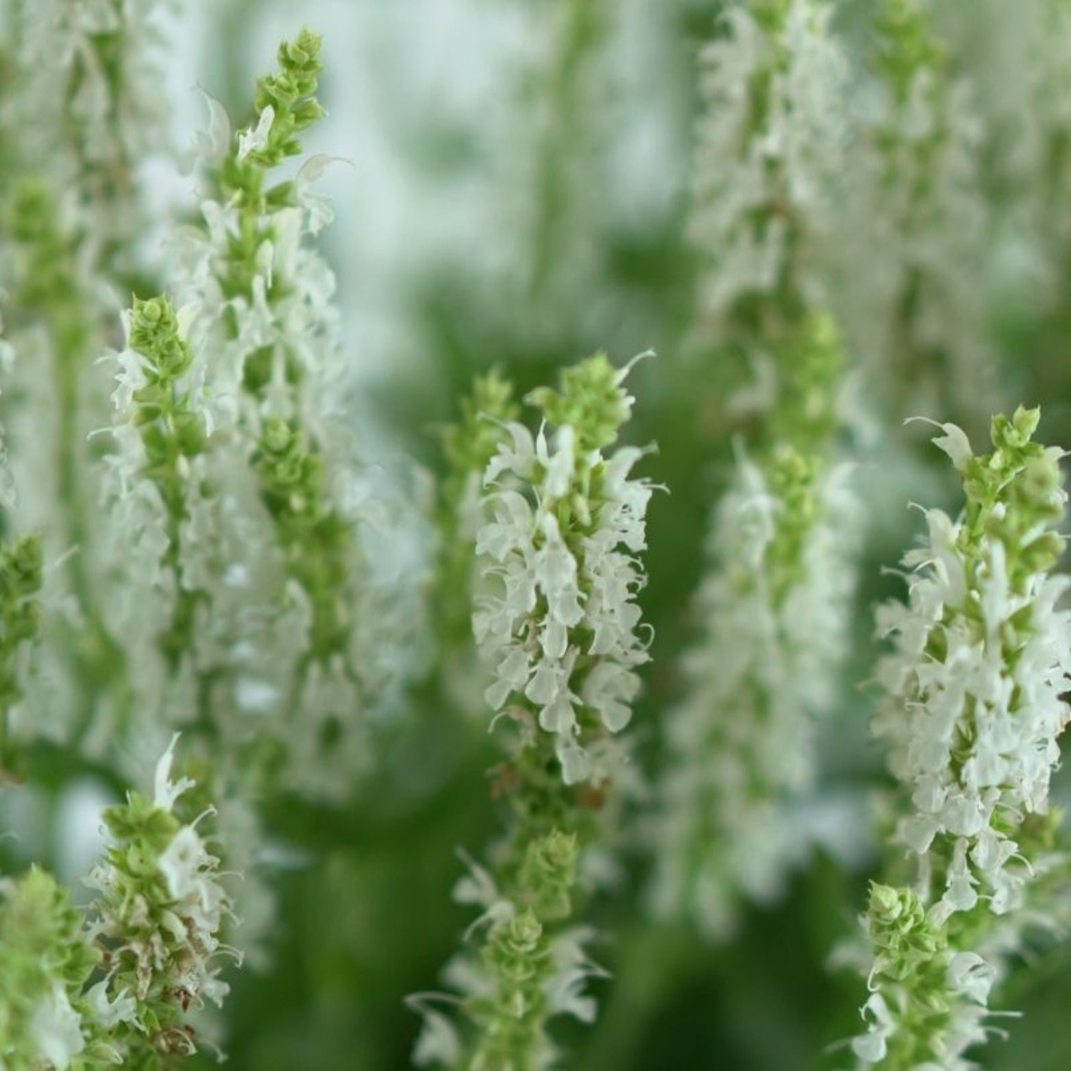 SALVIA NEMOROSA 'Schneehugel' Szałwia omszona