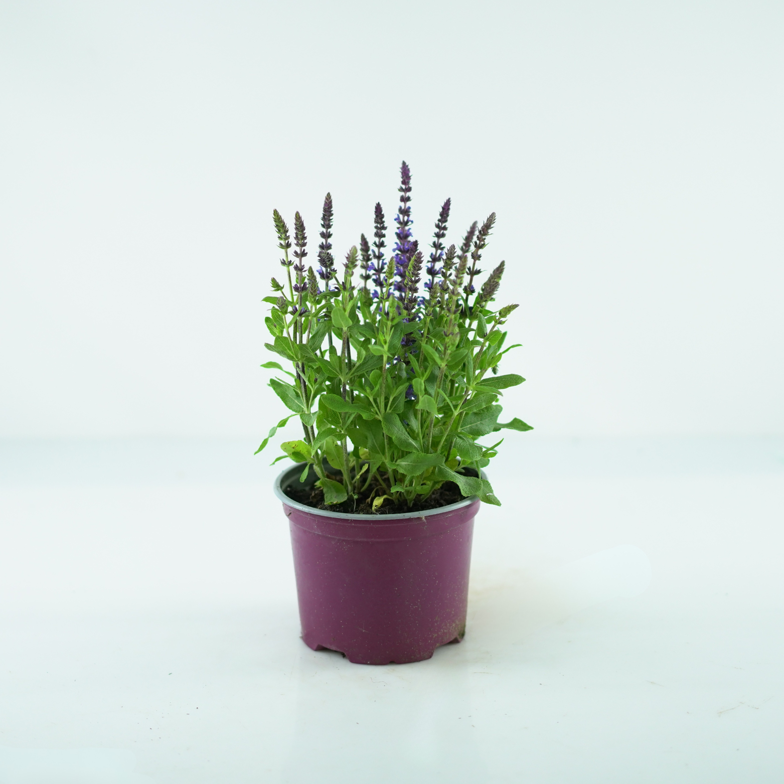 SALVIA NEMOROSA Szałwia omszona