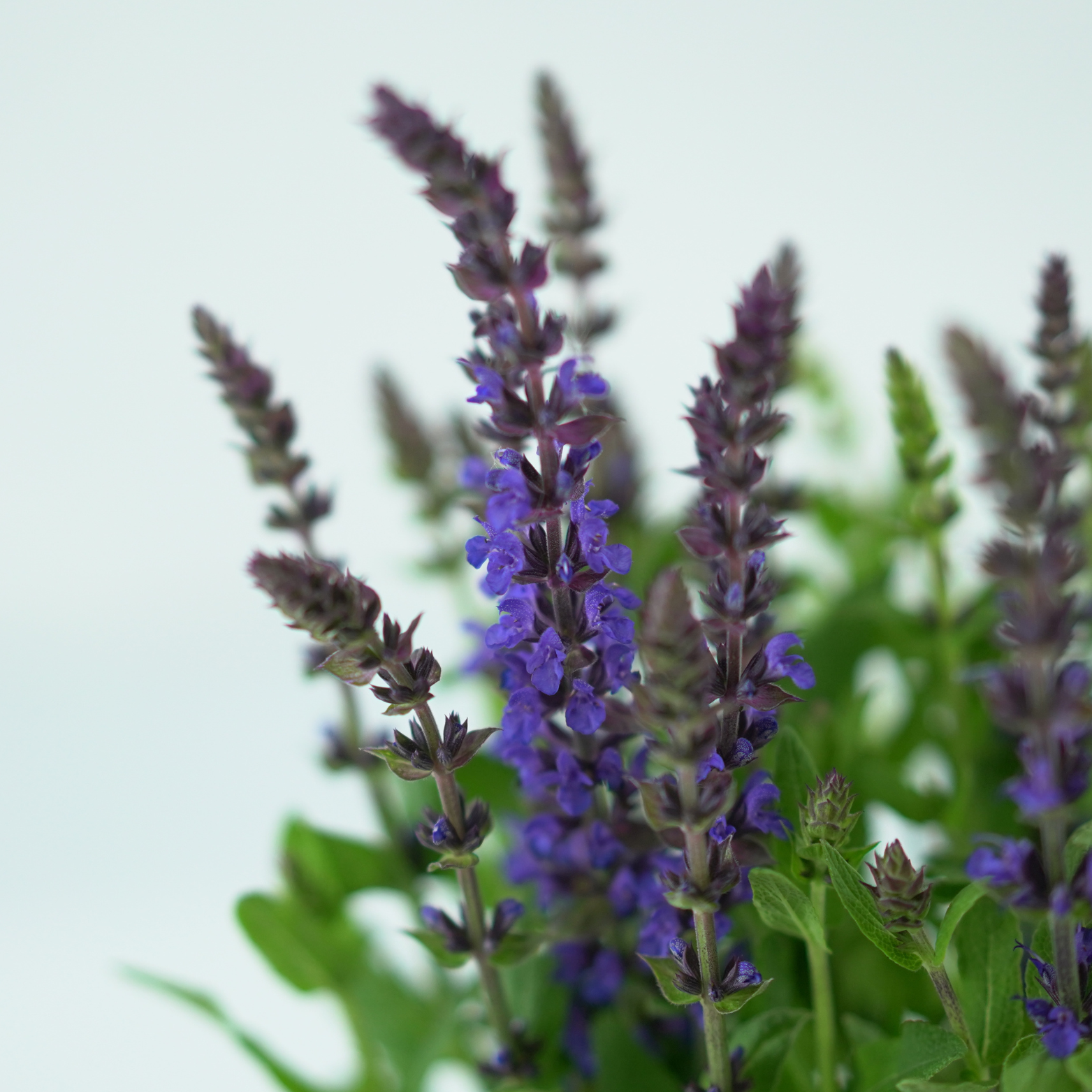 SALVIA NEMOROSA Szałwia omszona