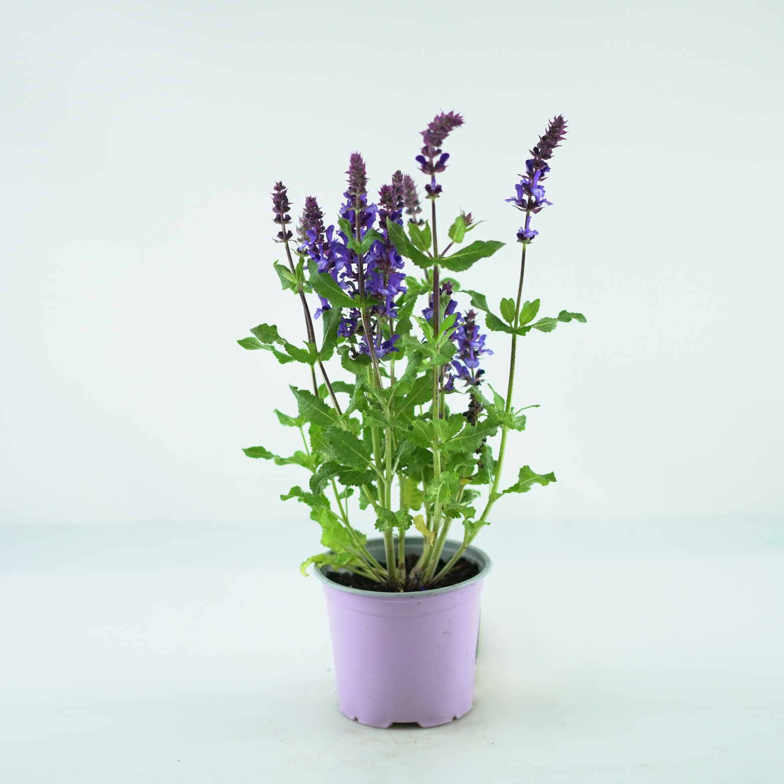 SALVIA NEMOROSA 'Marvel Blue' Szałwia omszona