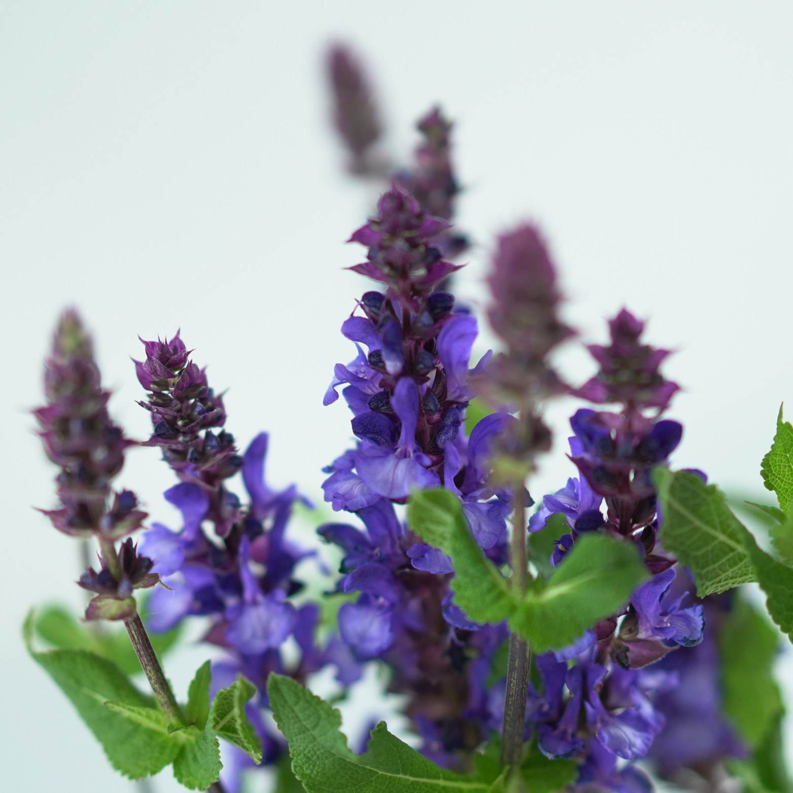 SALVIA NEMOROSA 'Marvel Blue' Szałwia omszona
