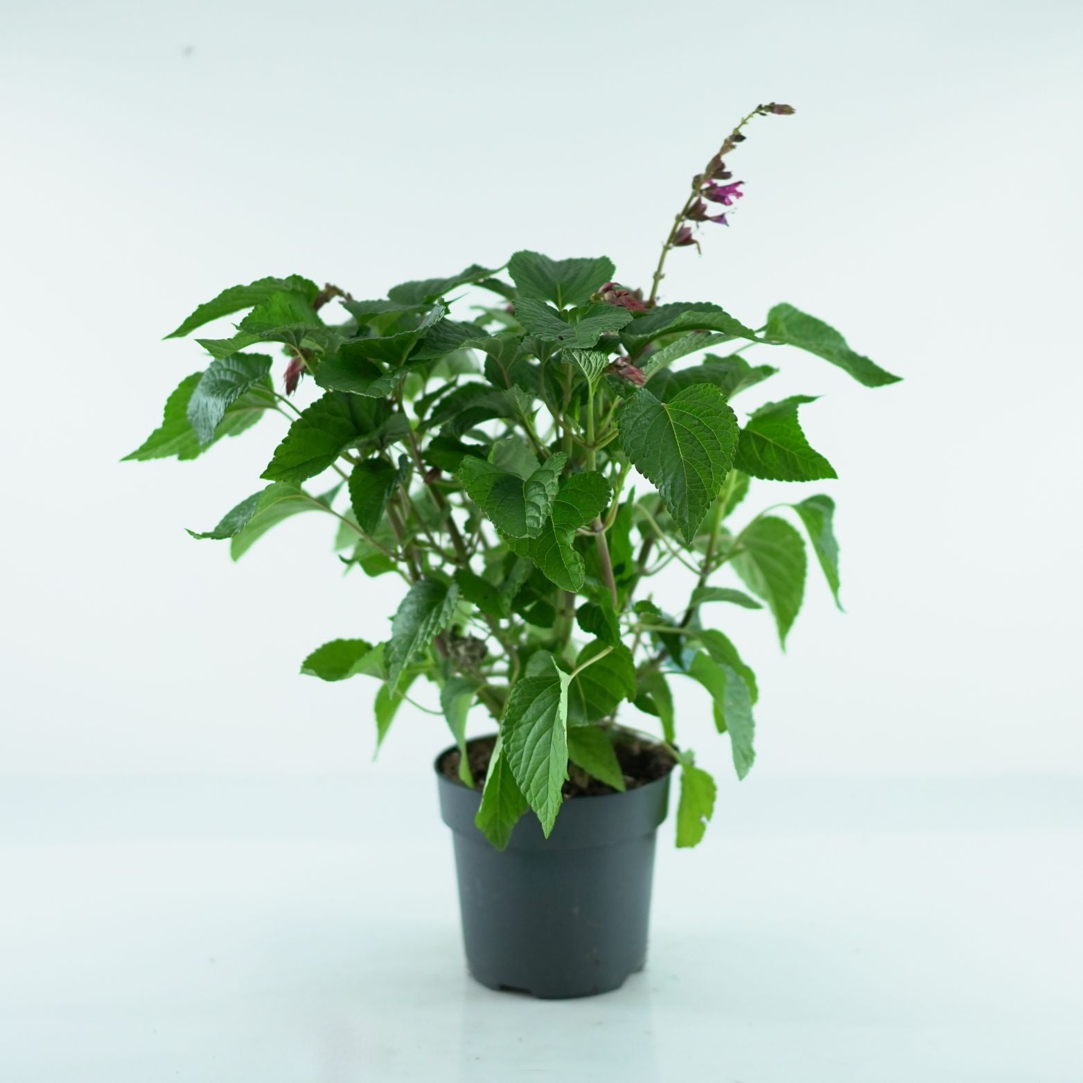 SALVIA 'SALGOON' Szałwia