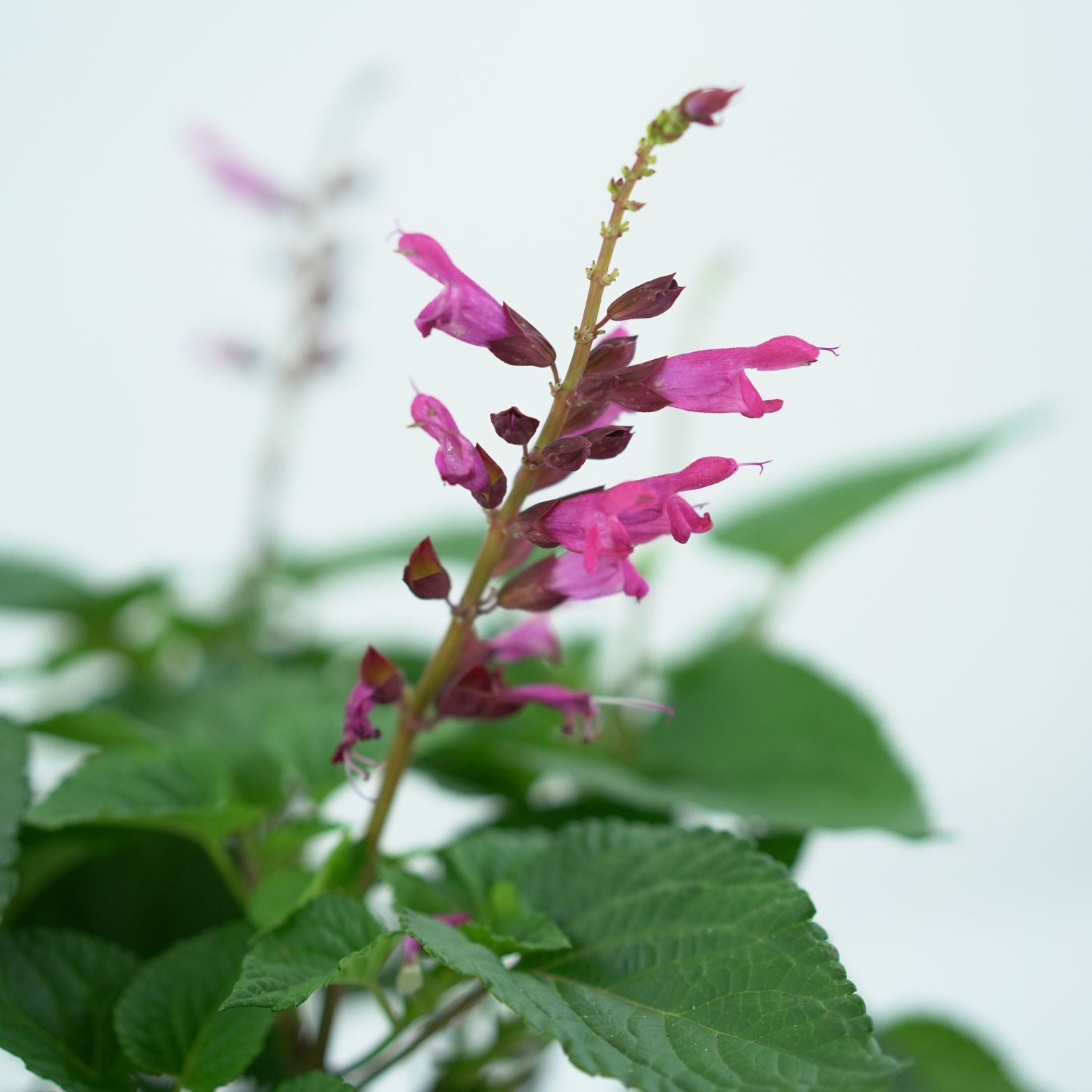 SALVIA 'SALGOON' Szałwia