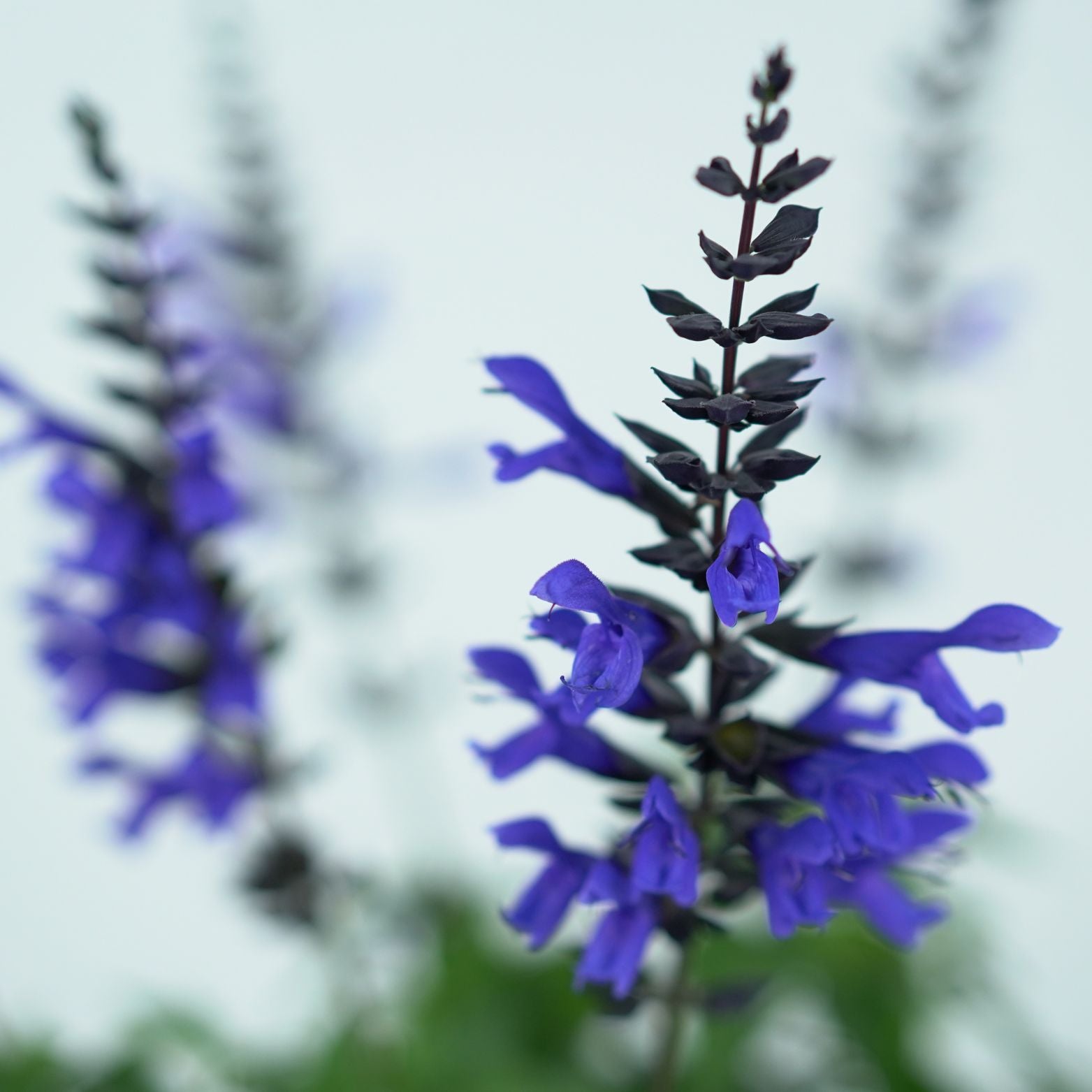 SALVIA 'SALGOON' Szałwia