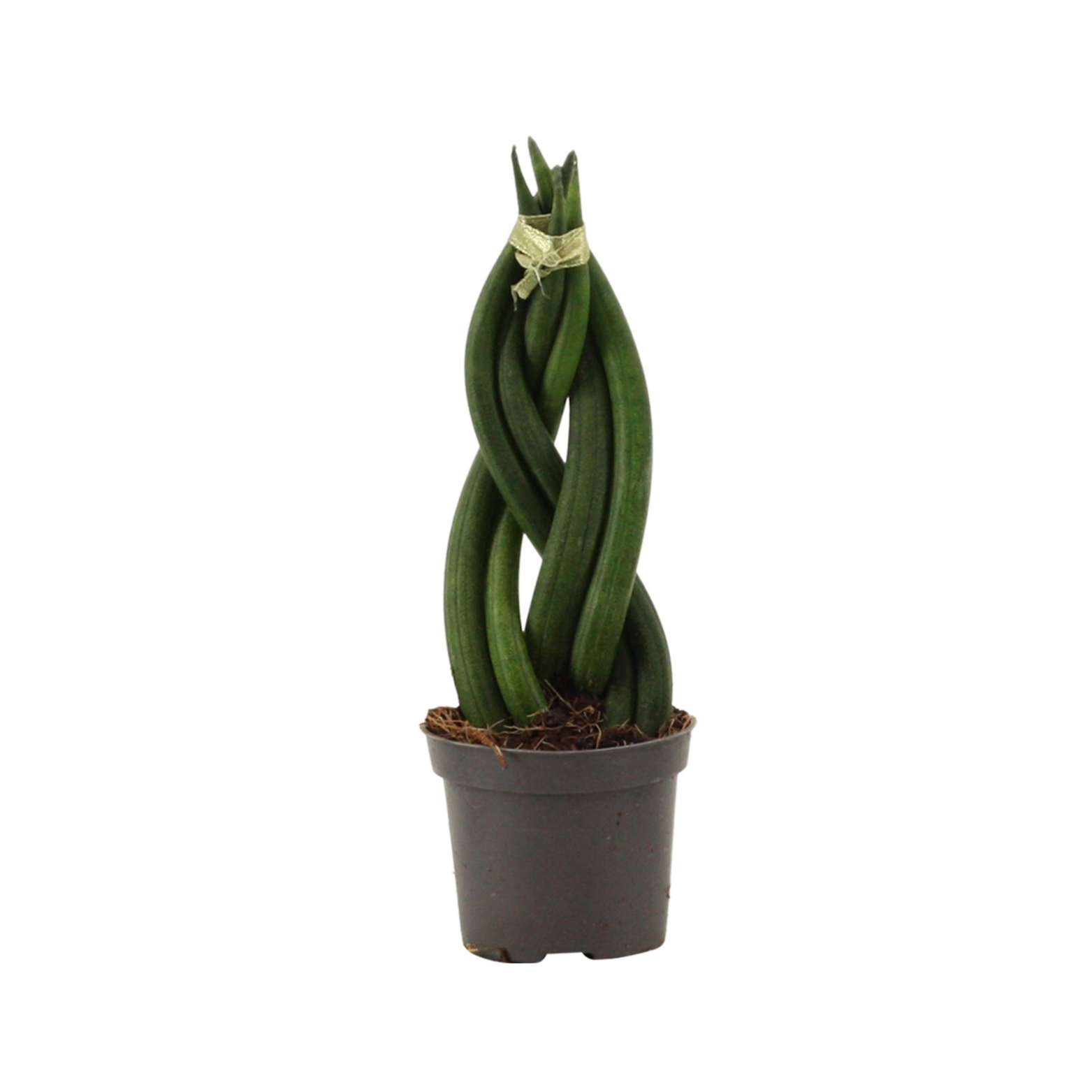SANSEVIERIA CYLINDRICA 'BRAID' Sansewieria cylindryczna
