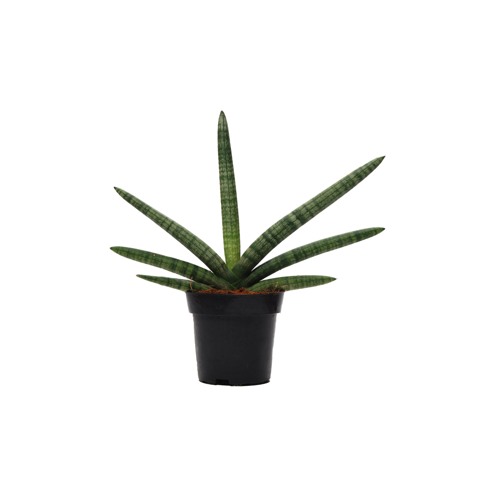 SANSEVIERIA CYLINDRICA 'SKYLINE' Sansewieria cylindryczna