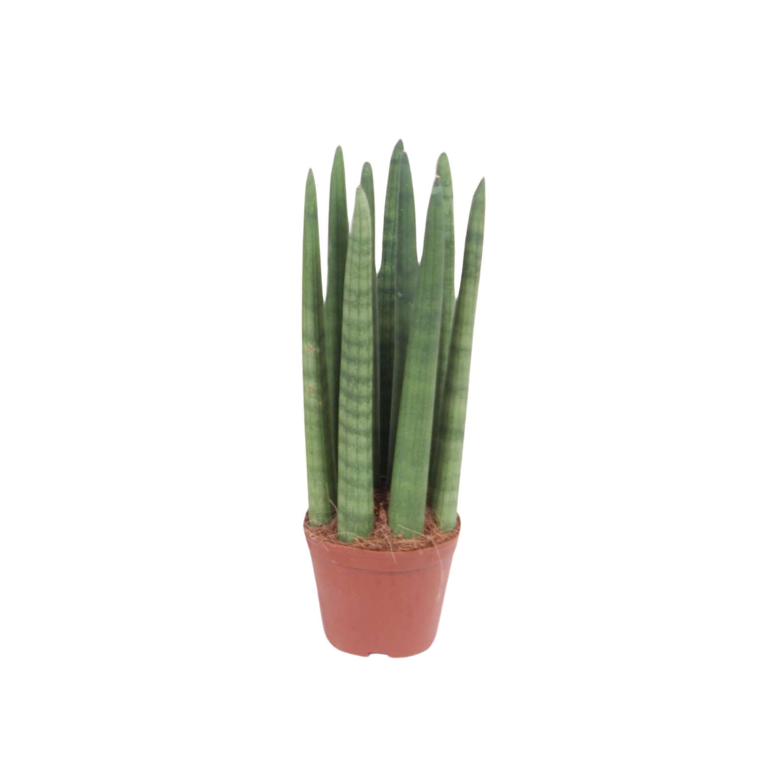 SANSEVIERIA CYLINDRICA 'STRAIGHT' Sansewieria cylindryczna