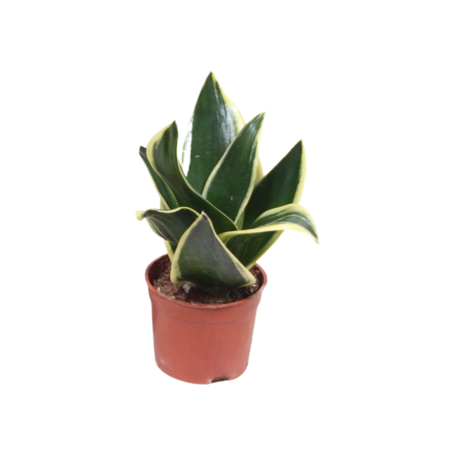 SANSEVIERIA TRIFASCIATA 'GOLDEN HAHNII' Sansewieria gwinejska
