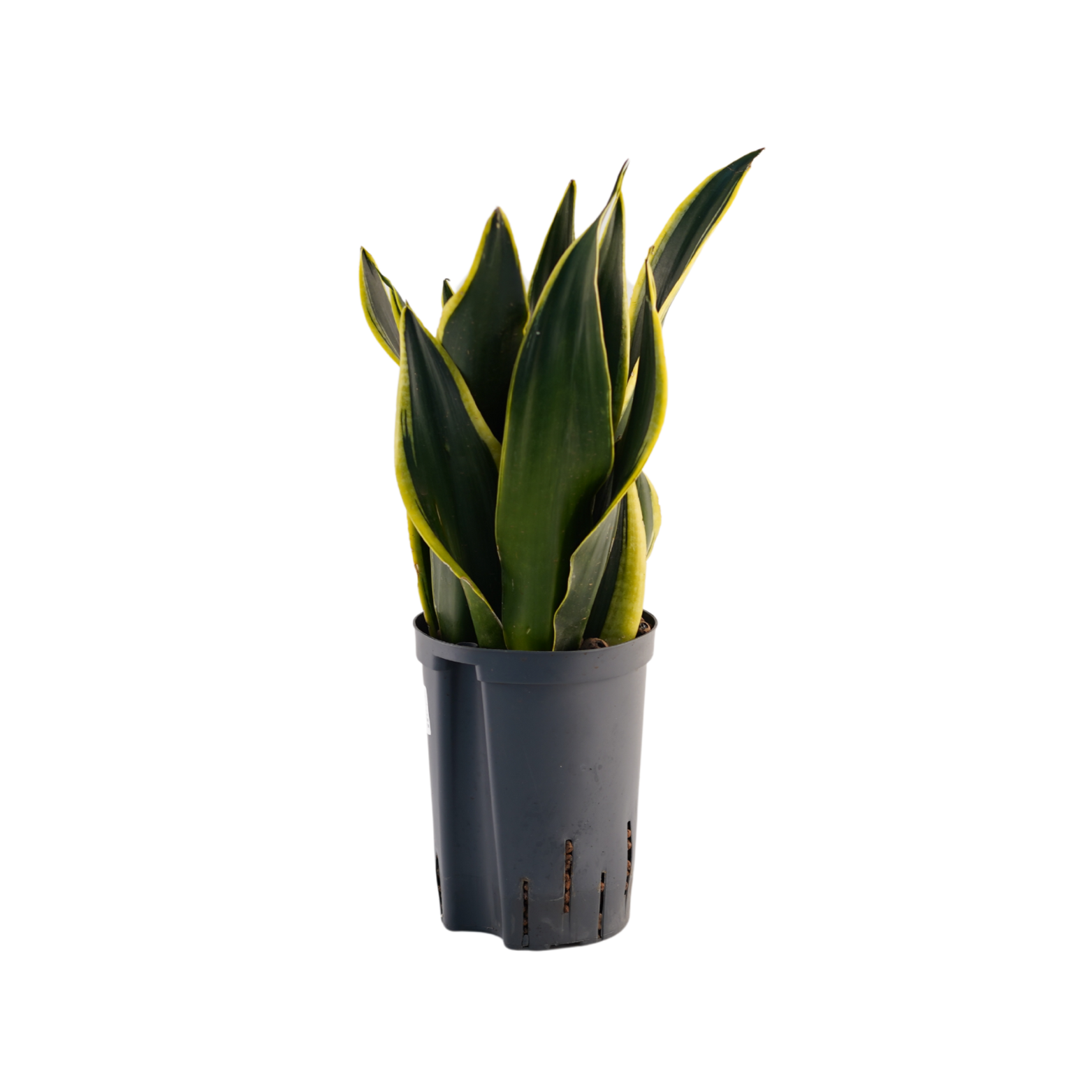 SANSEVIERIA TRIFASCIATA 'SUPER FLAME' Sansewieria gwinejska