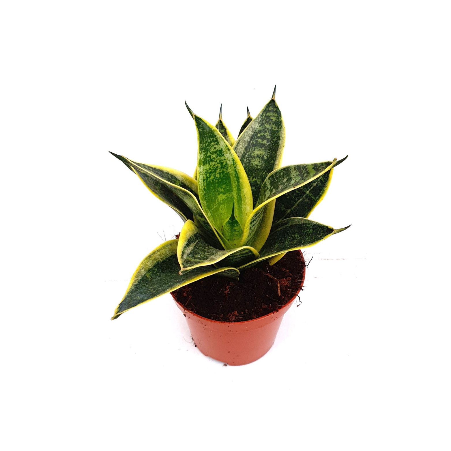 SANSEVIERIA TRIFASCIATA Sansewieria gwinejska