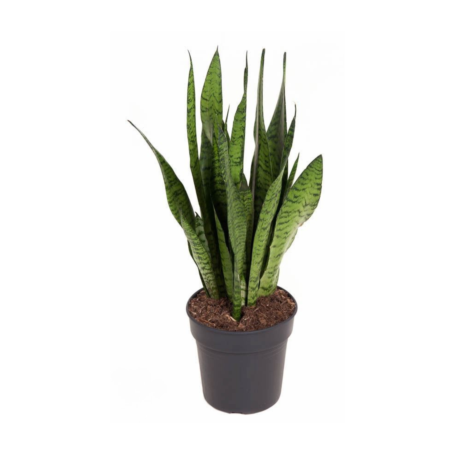 SANSEVIERIA ZEYLANICA Sansewieria, wężownica