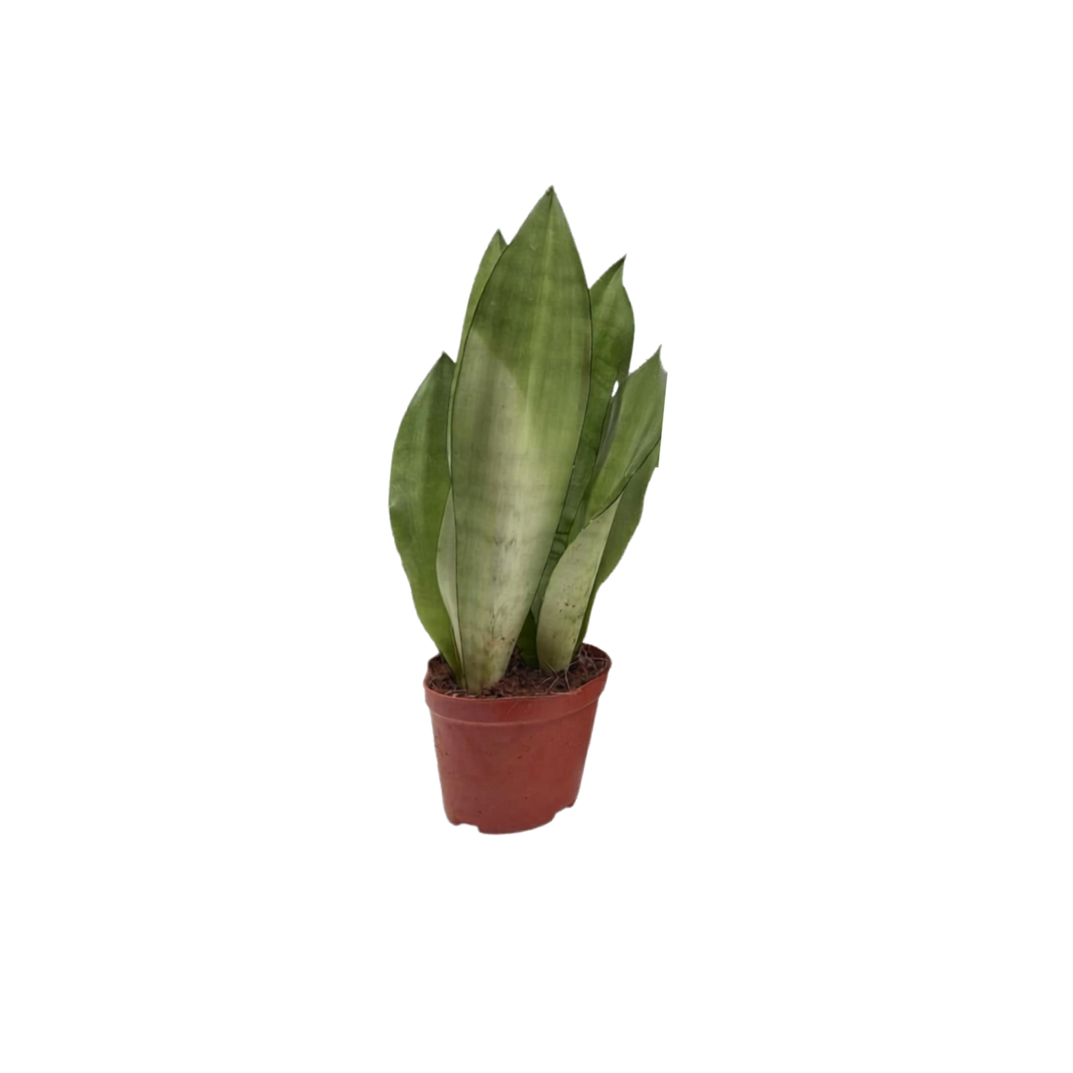 SANSEVIERIA TRIFASCIATA 'MOONSHINE' Sansewieria gwinejska
