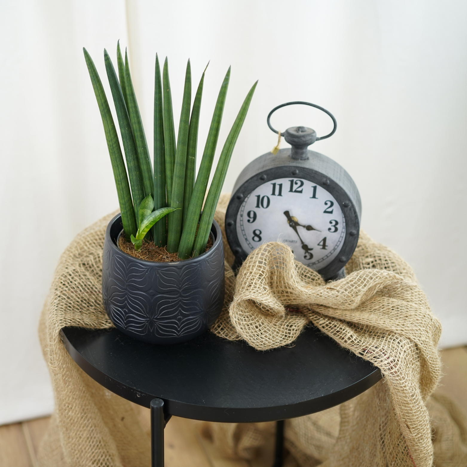 SANSEVIERIA CYLINDRICA Sansewieria cylindryczna, wężownica