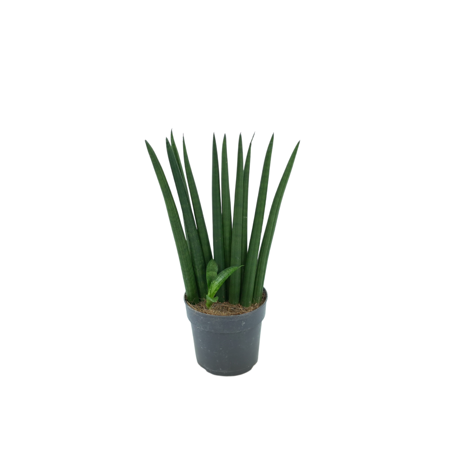 SANSEVIERIA CYLINDRICA Sansewieria cylindryczna, wężownica