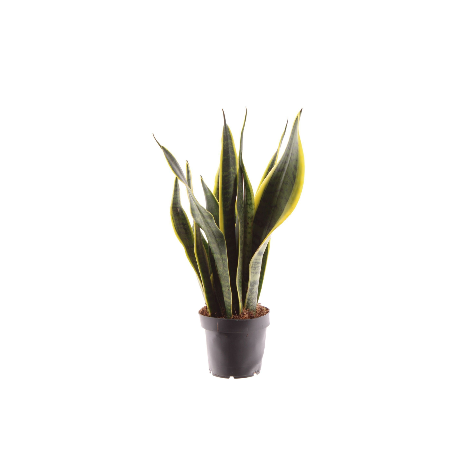 SANSEVIERIA TRIFASCATA LAURENTII Sansewieria gwinejska