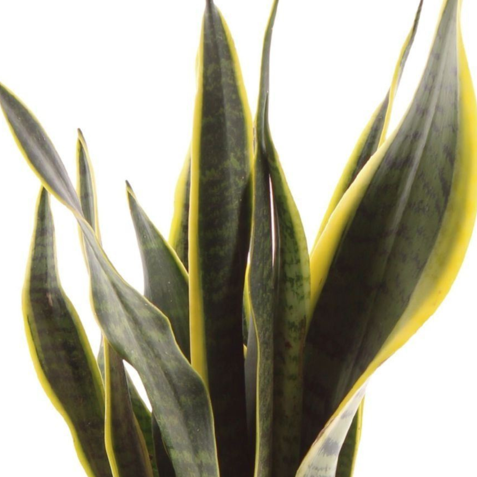 SANSEVIERIA TRIFASCATA LAURENTII Sansewieria gwinejska