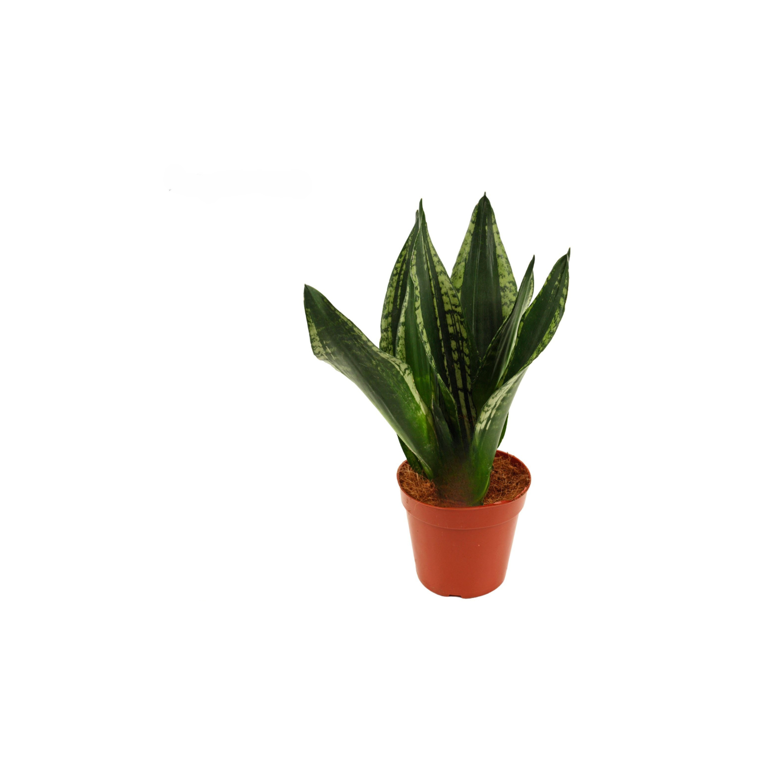 SANSEVIERIA TRIFASCIATA 'SILVER FLAME' Sansewieria gwinejska