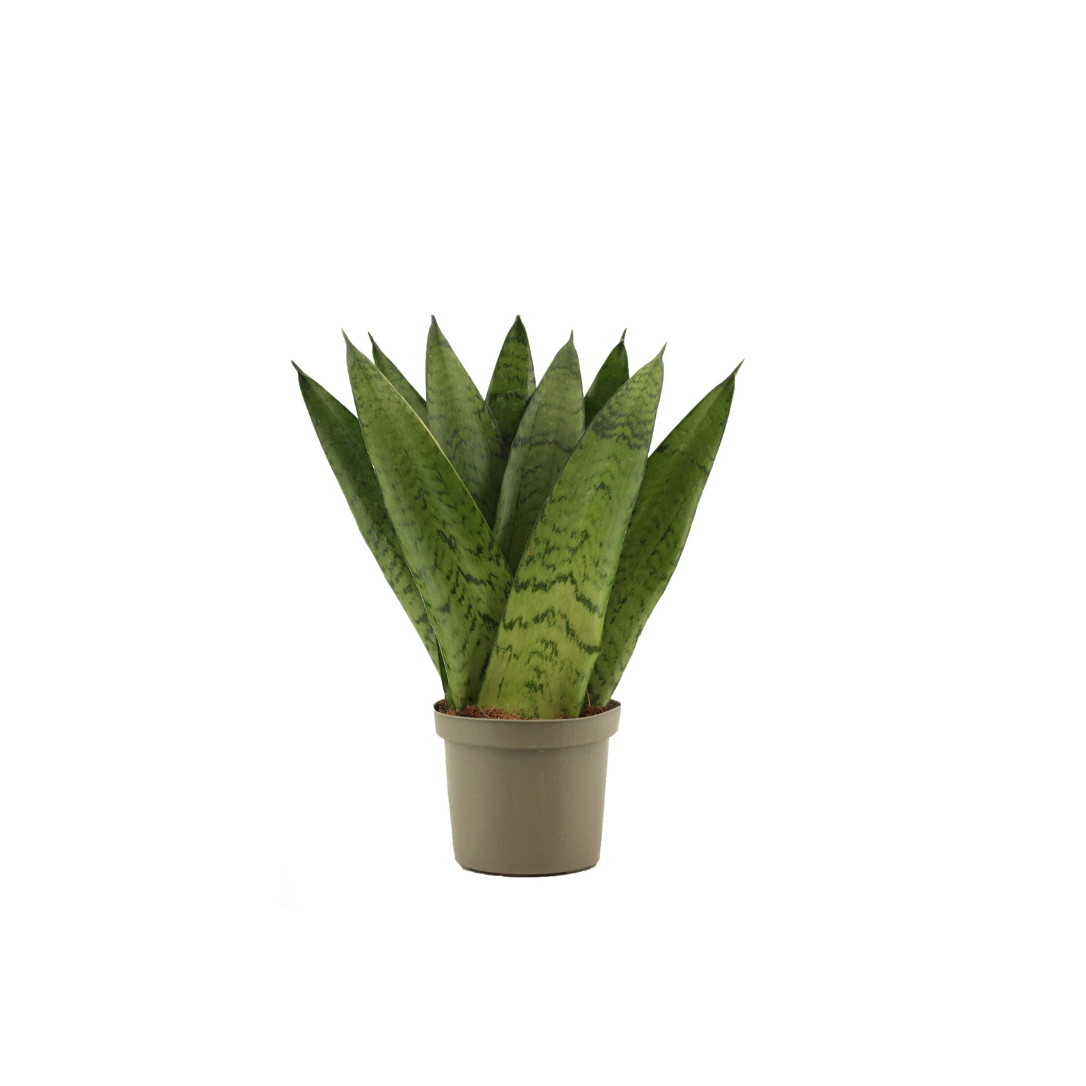 SANSEVIERIA ZEYLANICA Sansewieria, wężownica