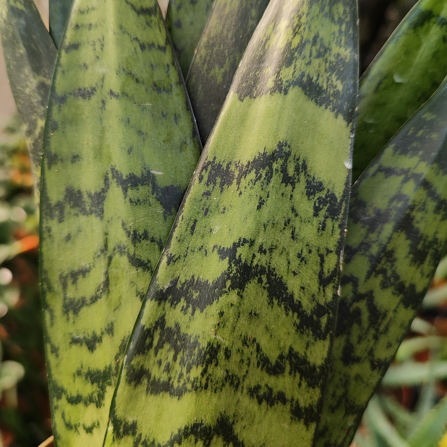 SANSEVIERIA ZEYLANICA Sansewieria, wężownica