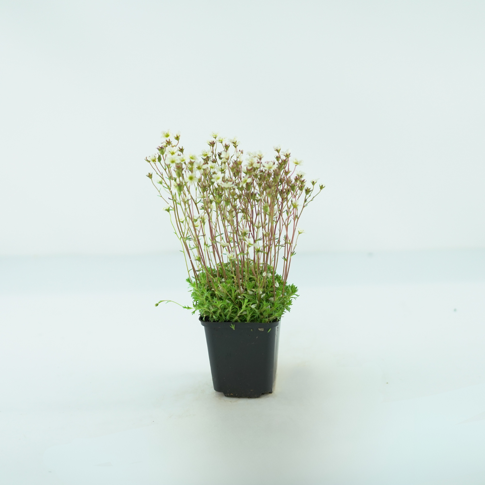 SAXIFRAGA ARENDSII 'PIXIE WHITE' Skalnica Arendsa