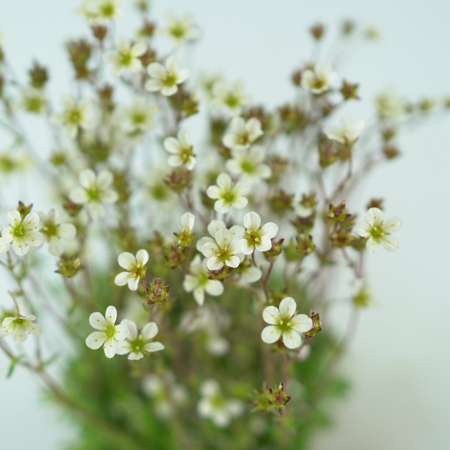 SAXIFRAGA ARENDSII 'PIXIE WHITE' Skalnica Arendsa