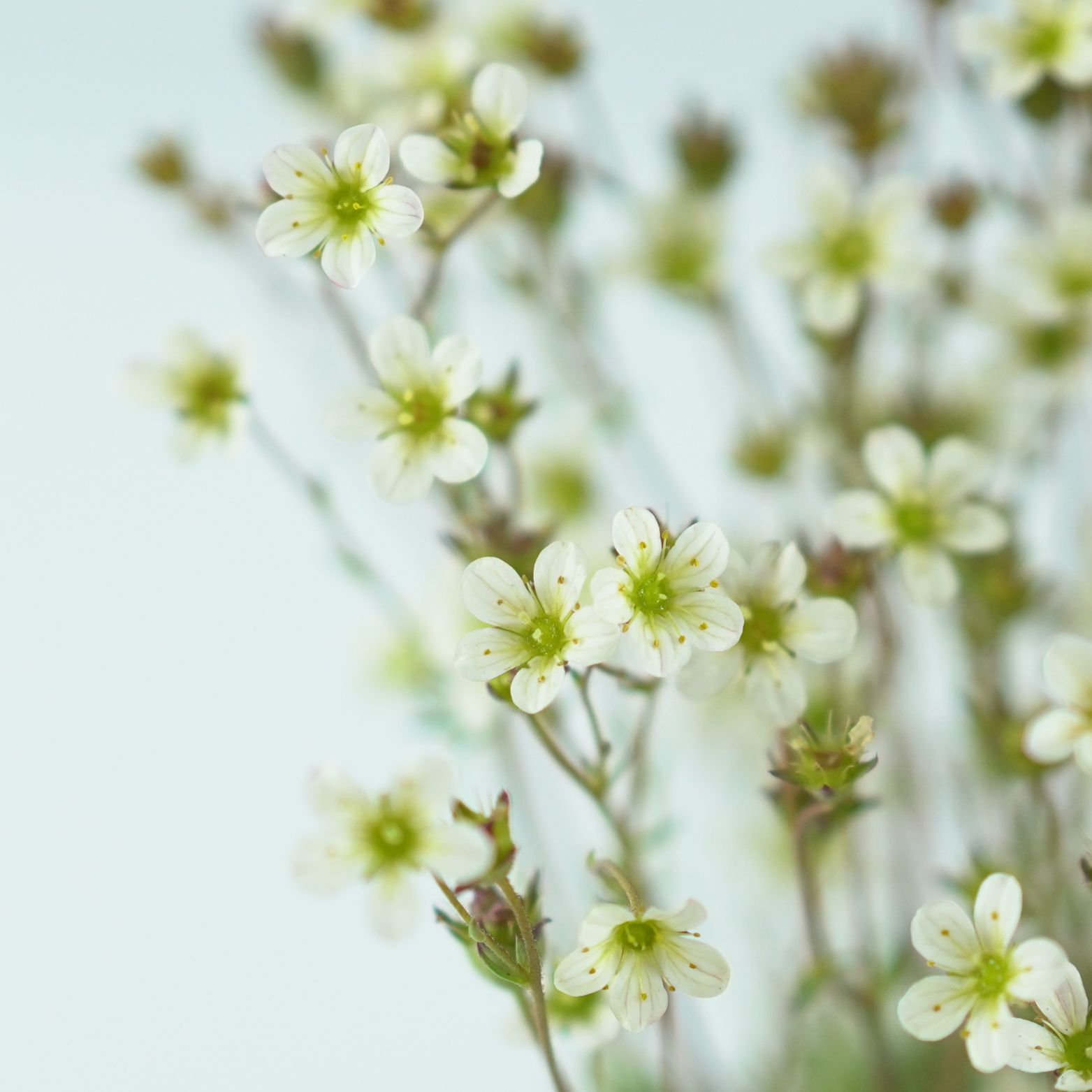 SAXIFRAGA ARENDSII 'PIXIE WHITE' Skalnica Arendsa