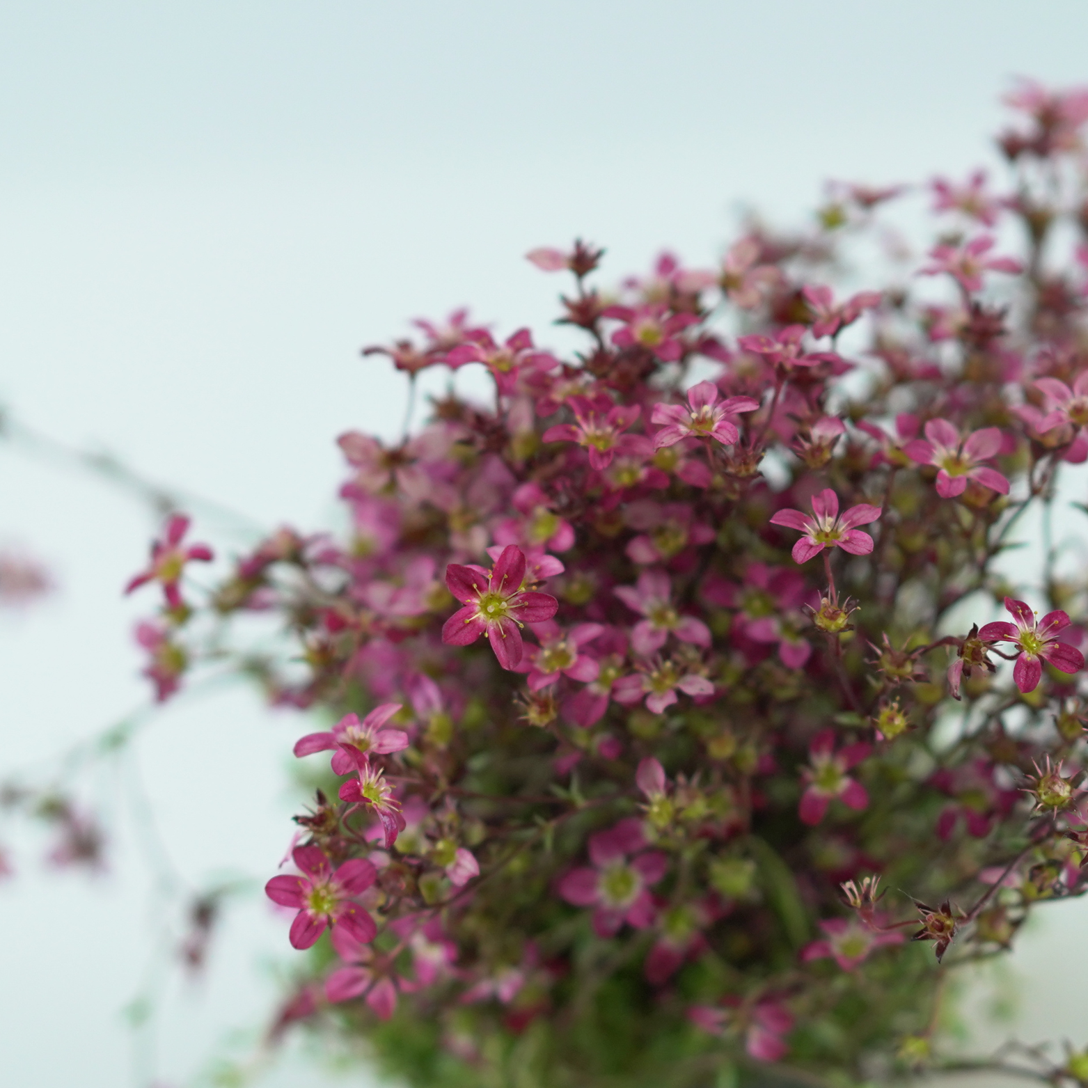 SAXIFRAGA ARENDSII Skalnica Arendsa