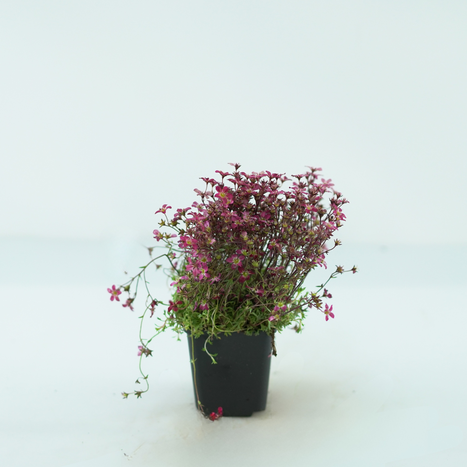 SAXIFRAGA ARENDSII Skalnica Arendsa