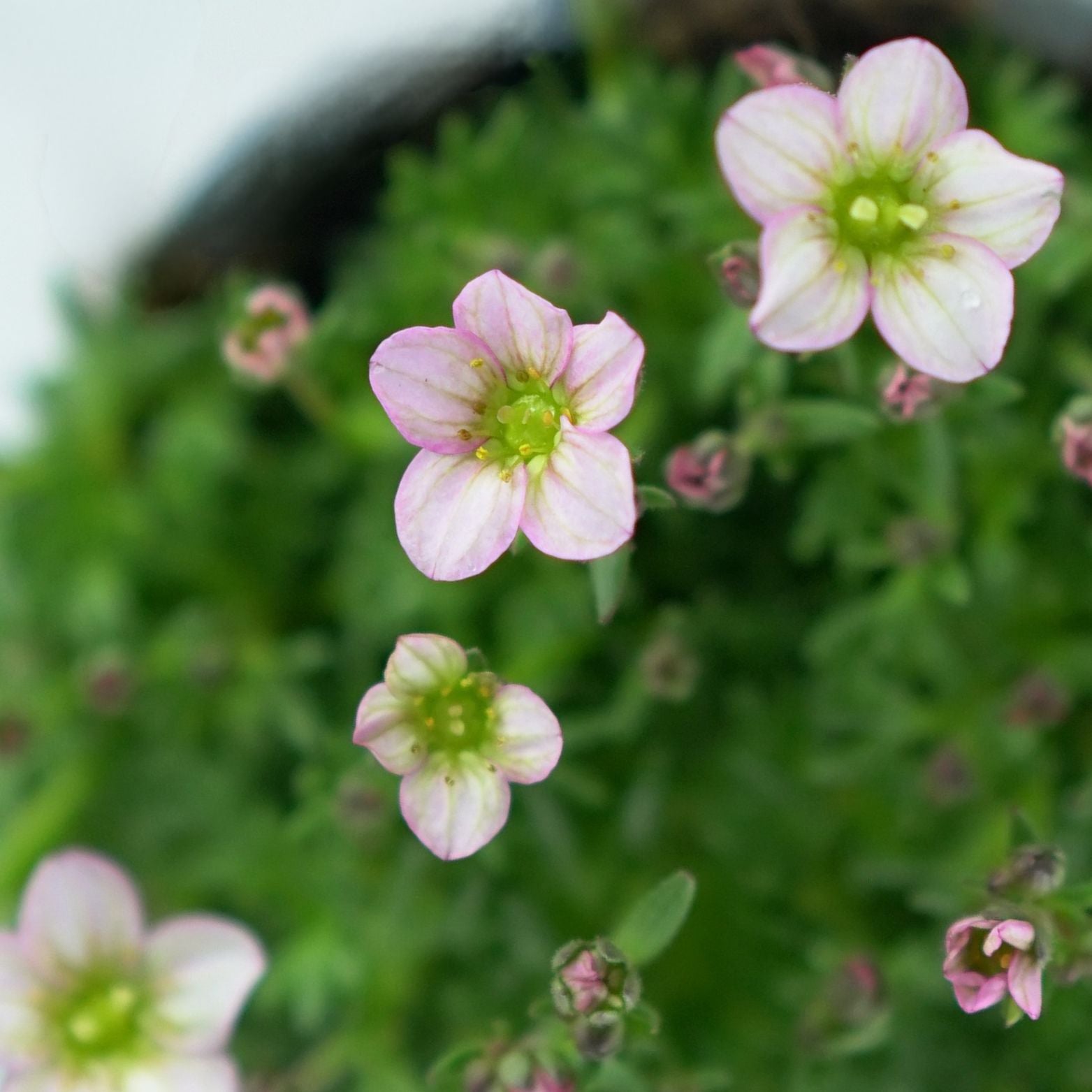 SAXIFRAGA ARENDSII Skalnica Arendsa