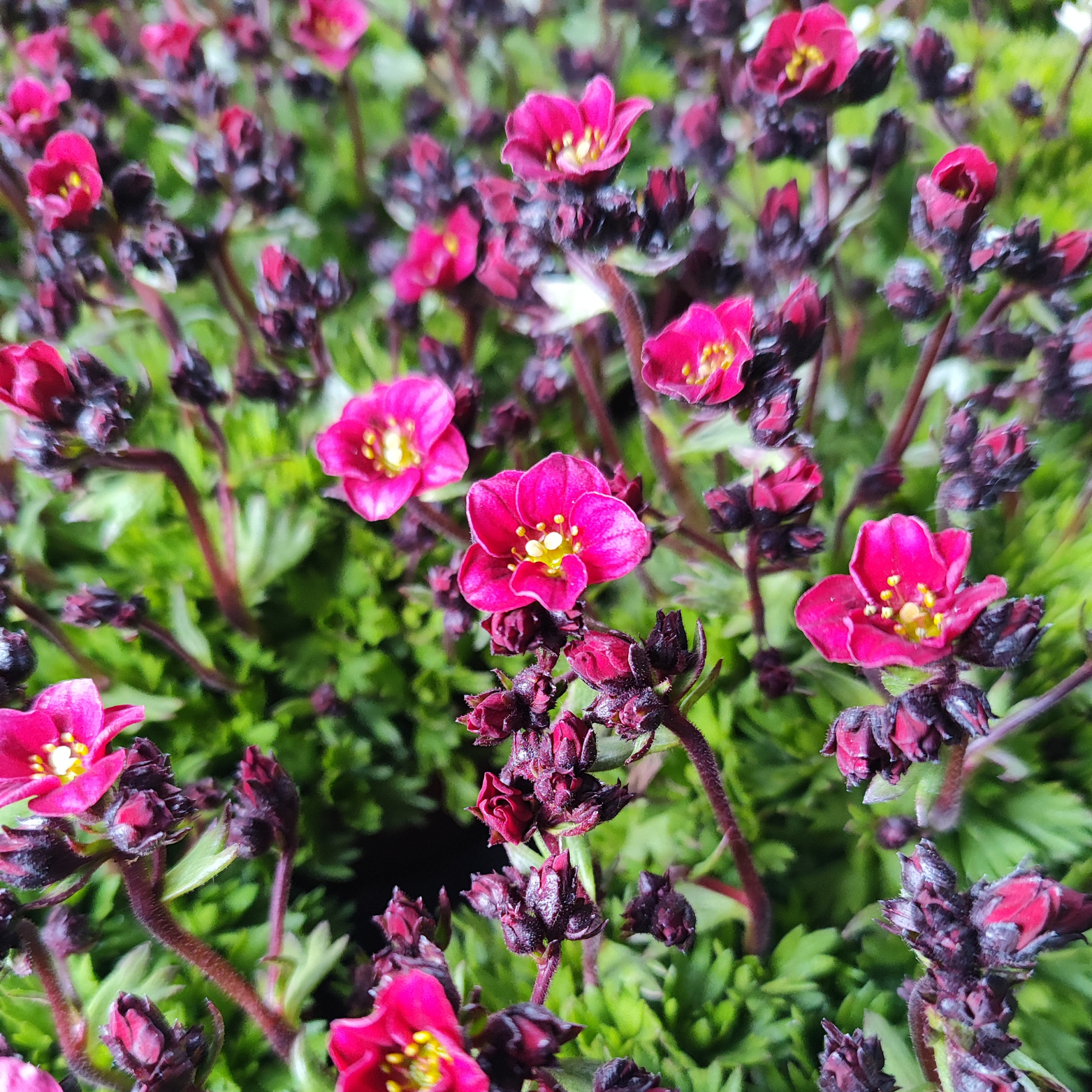 SAXIFRAGA ARENDSII Skalnica Arendsa