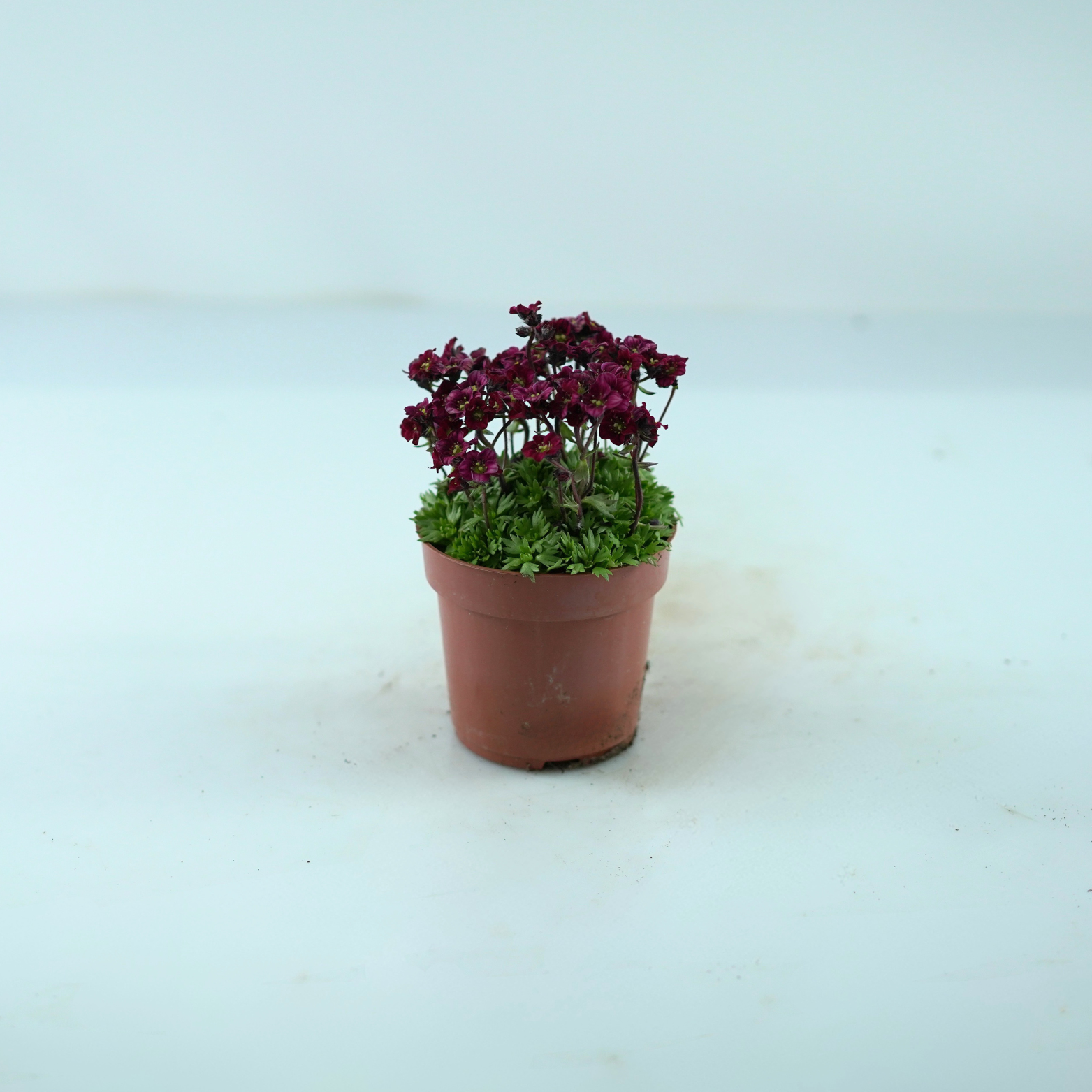 SAXIFRAGA ARENDSII Skalnica Arendsa
