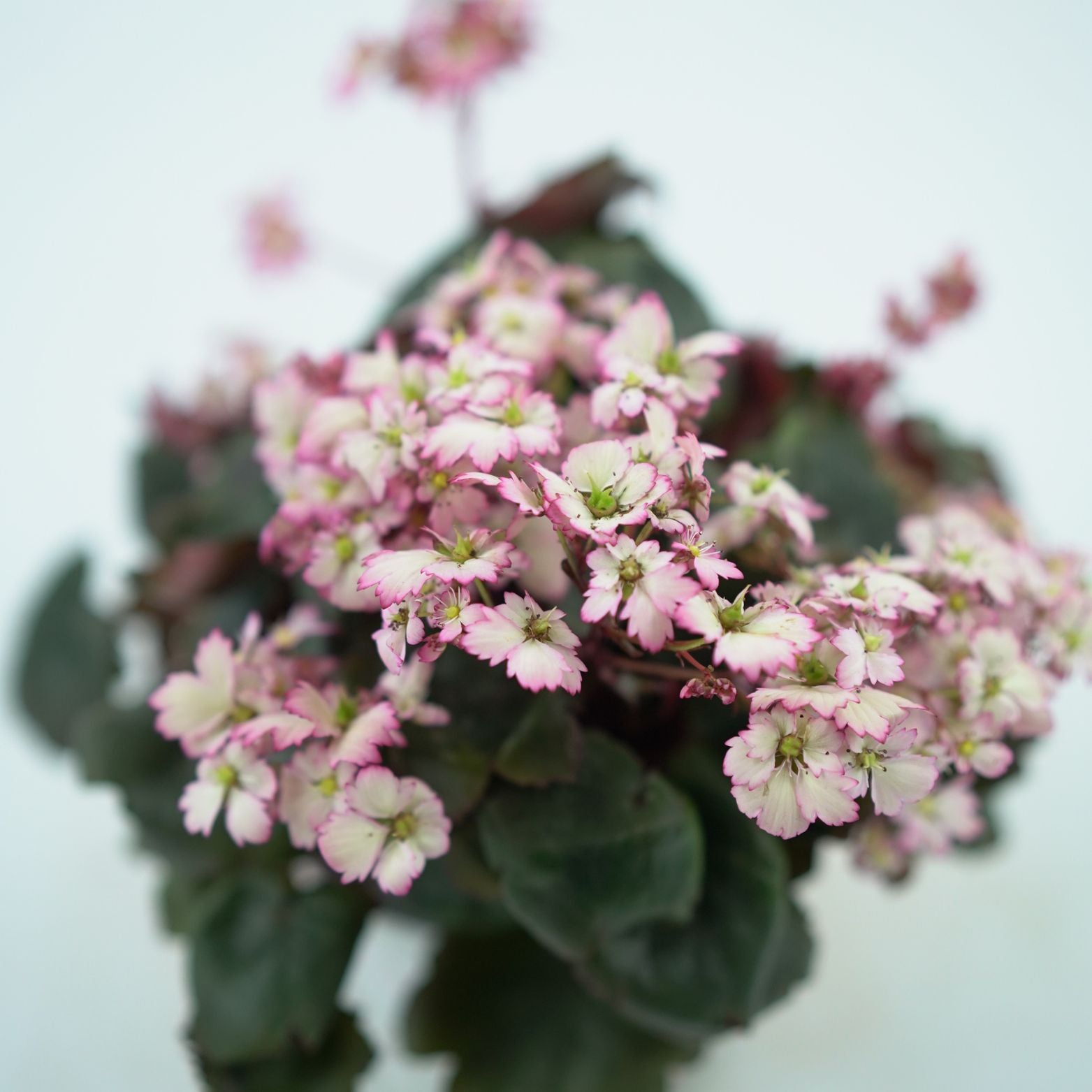 SAXIFRAGA CORTUSIFOLIA 'DANCING PIXIES' Skalnica