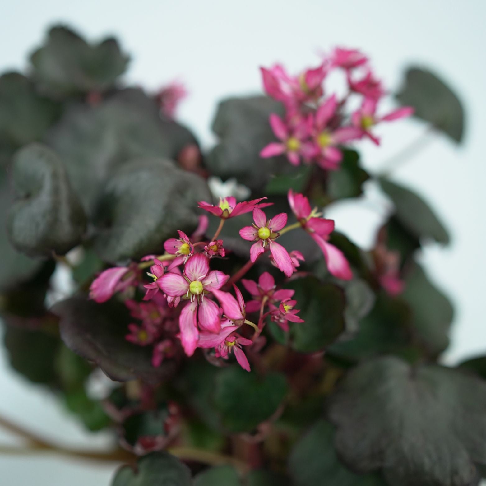 SAXIFRAGA CORTUSIFOLIA 'DANCING PIXIES' Skalnica