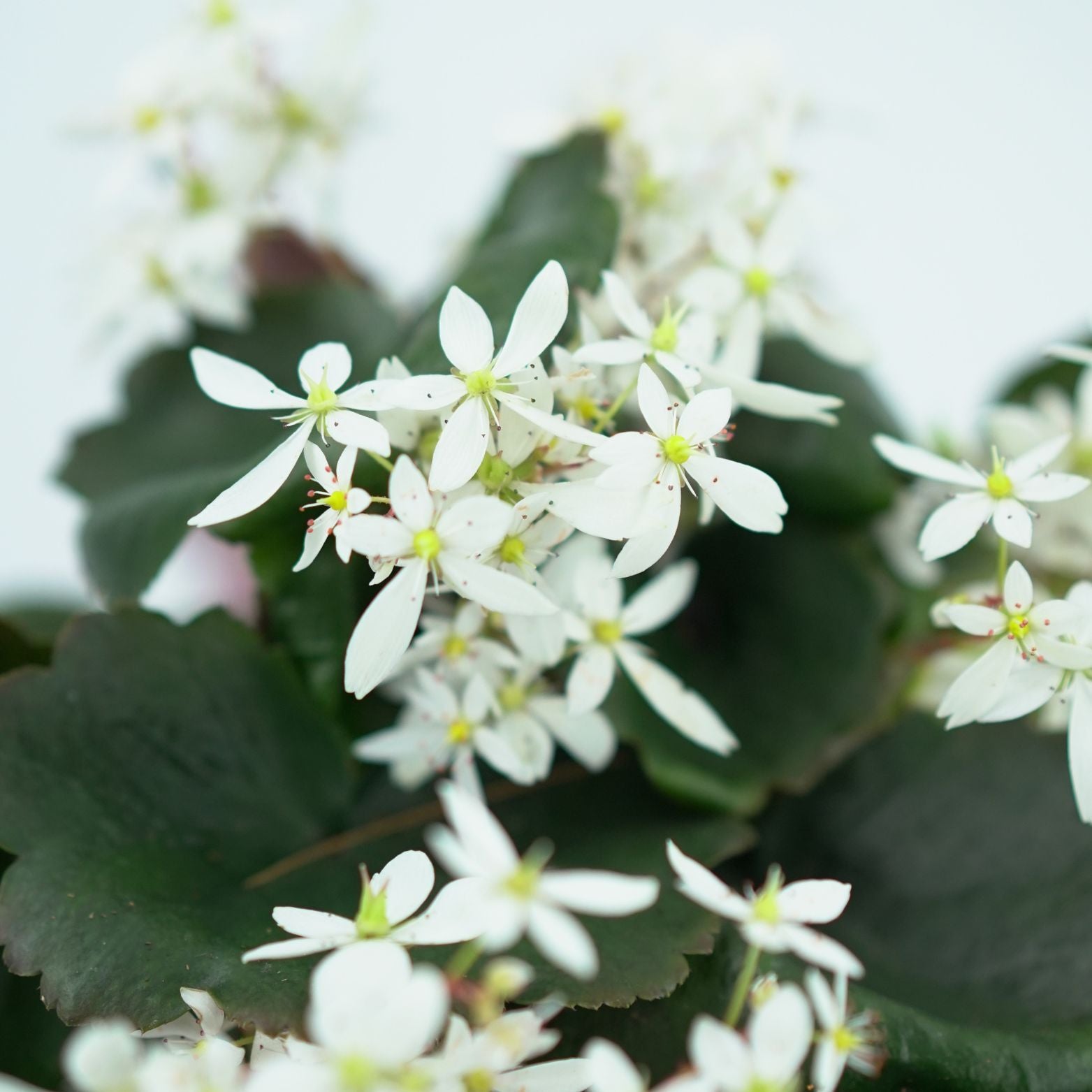 SAXIFRAGA CORTUSIFOLIA 'DANCING PIXIES' Skalnica