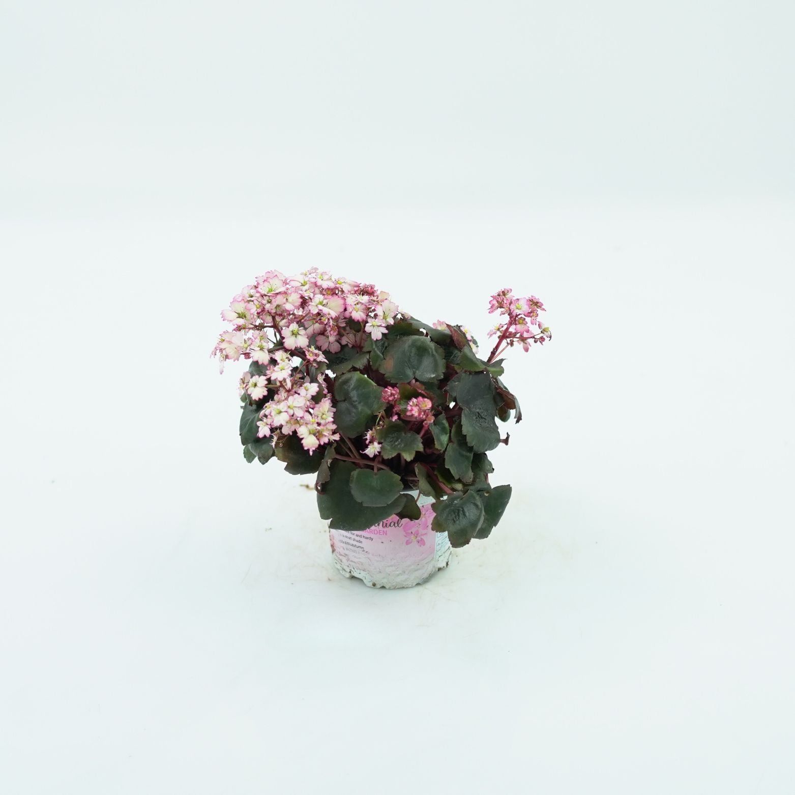 SAXIFRAGA CORTUSIFOLIA 'DANCING PIXIES' Skalnica