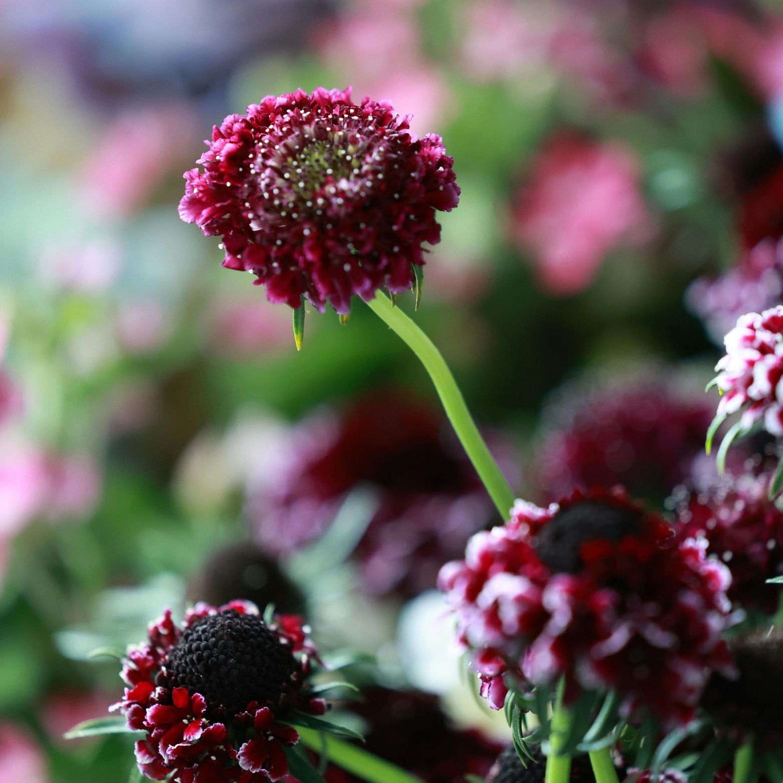 SCABIOSA ATROPURPUREA 'Chile Black' Driakiew purpurowa