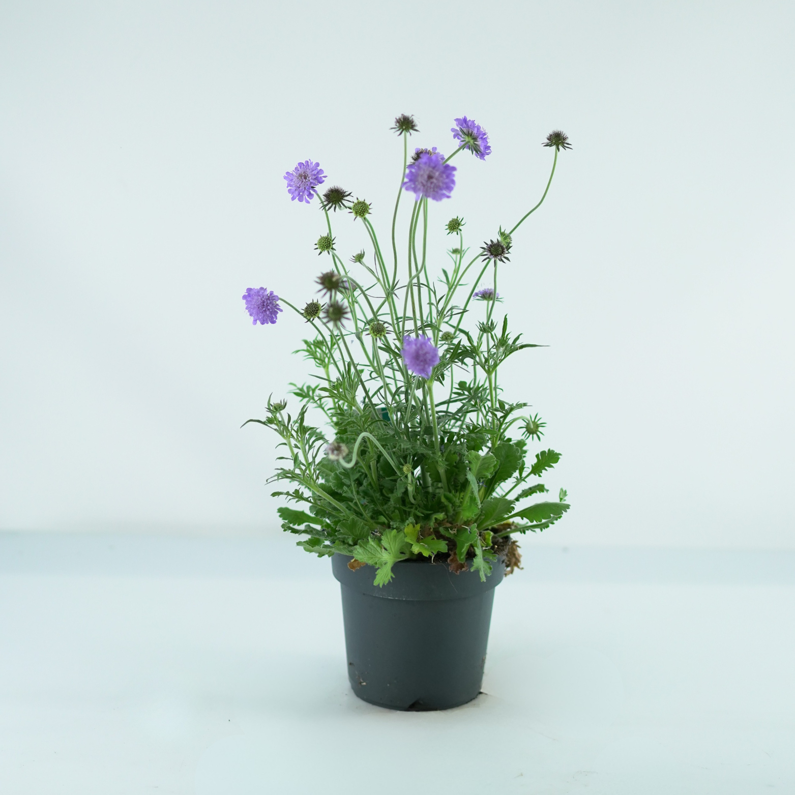 SCABIOSA COLUMBARIA 'MARIPOSA BLUE' Driakiew