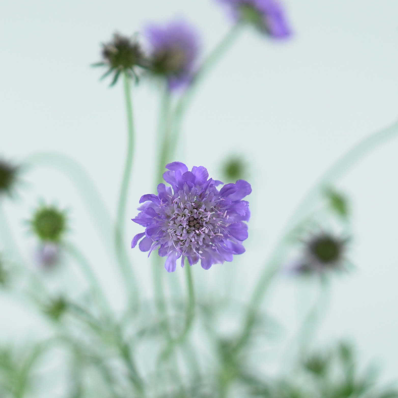 SCABIOSA COLUMBARIA 'MARIPOSA BLUE' Driakiew