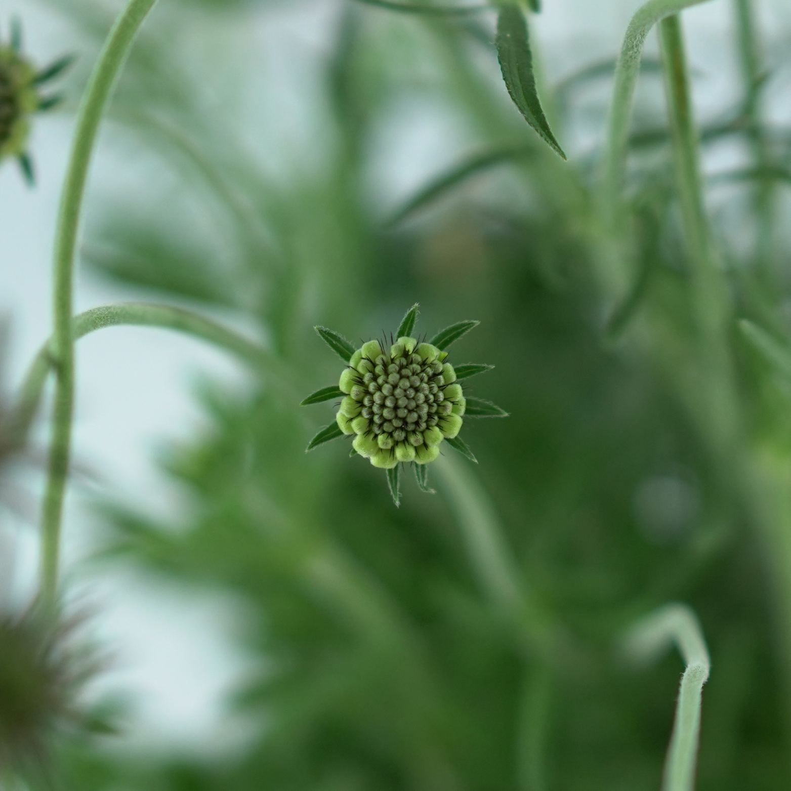 SCABIOSA COLUMBARIA 'MARIPOSA BLUE' Driakiew