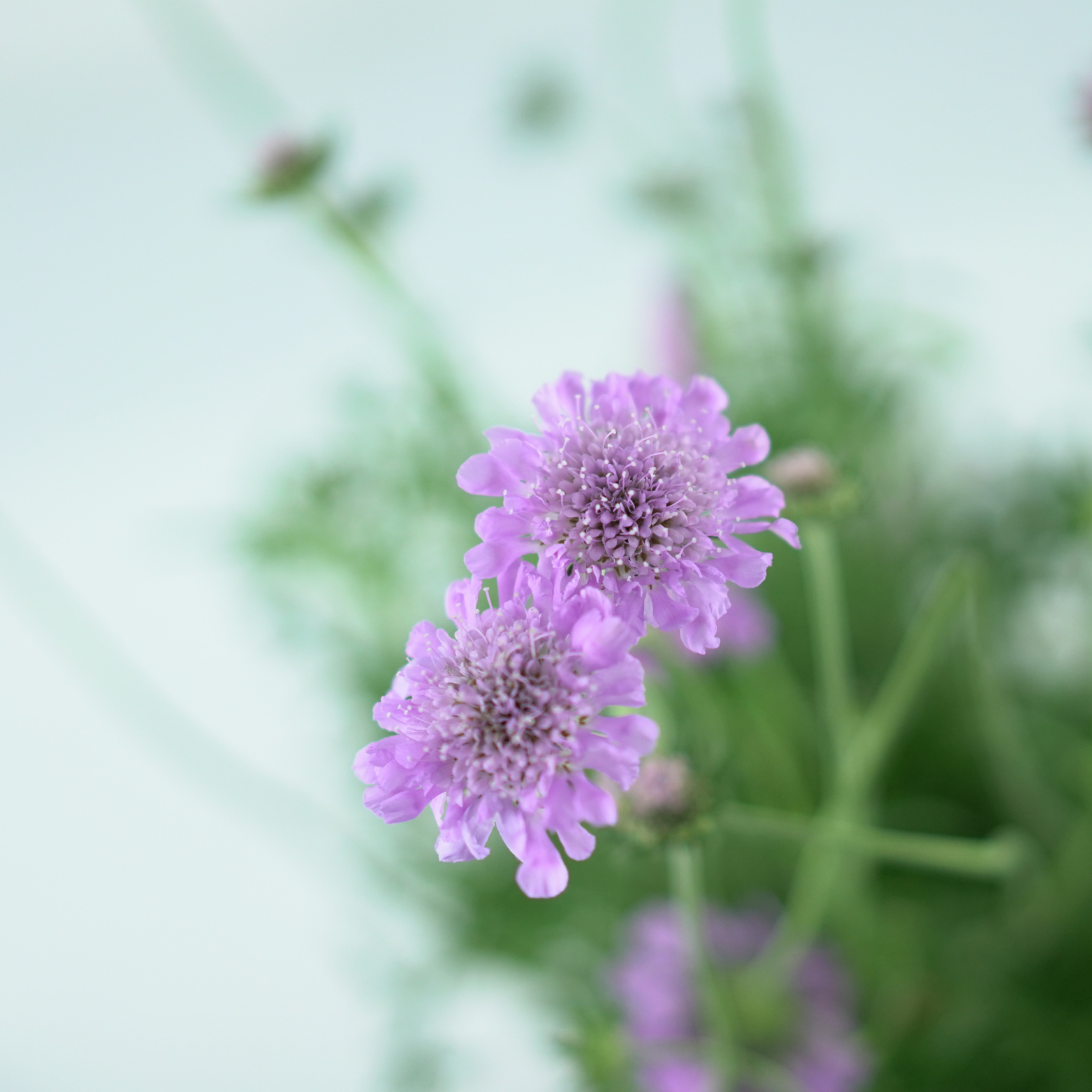 SCABIOSA COLUMBARIA 'PINK MIST' Driakiew